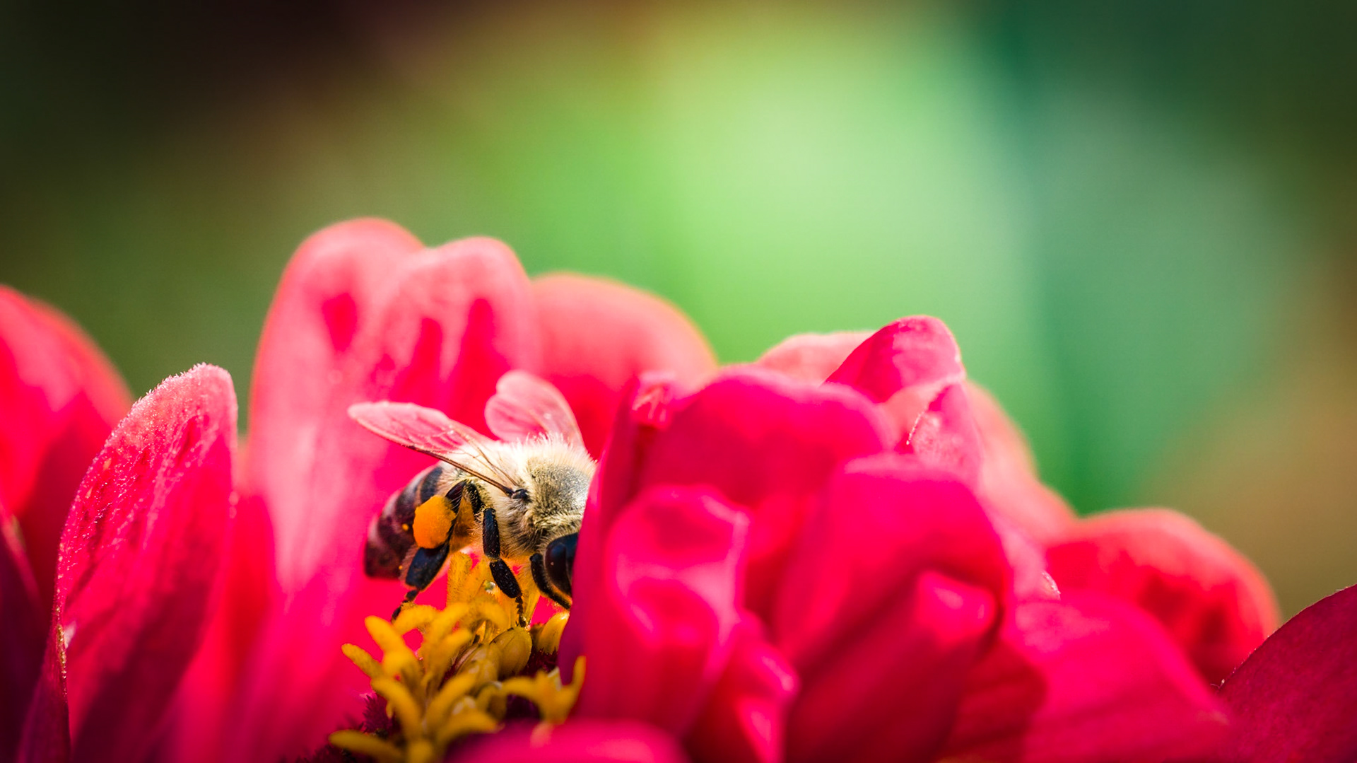 Without these little Creatures, we would be having a huge supply problem for food! So keep that in mind before you think about killing one of them when they are disturbing you.