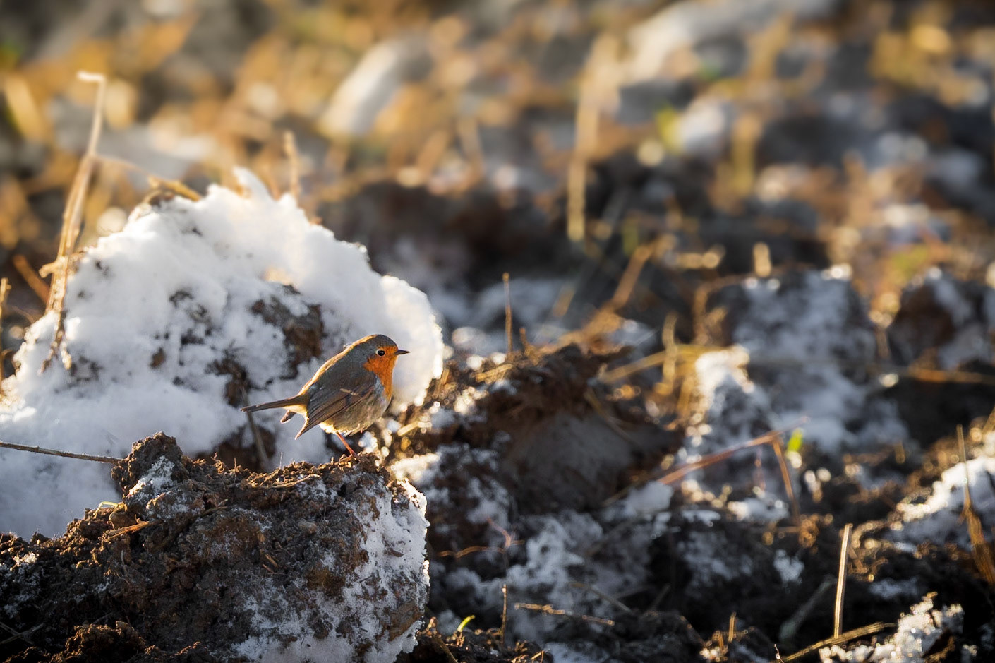 This robin was looking for food. The field has just been freshly plowed.