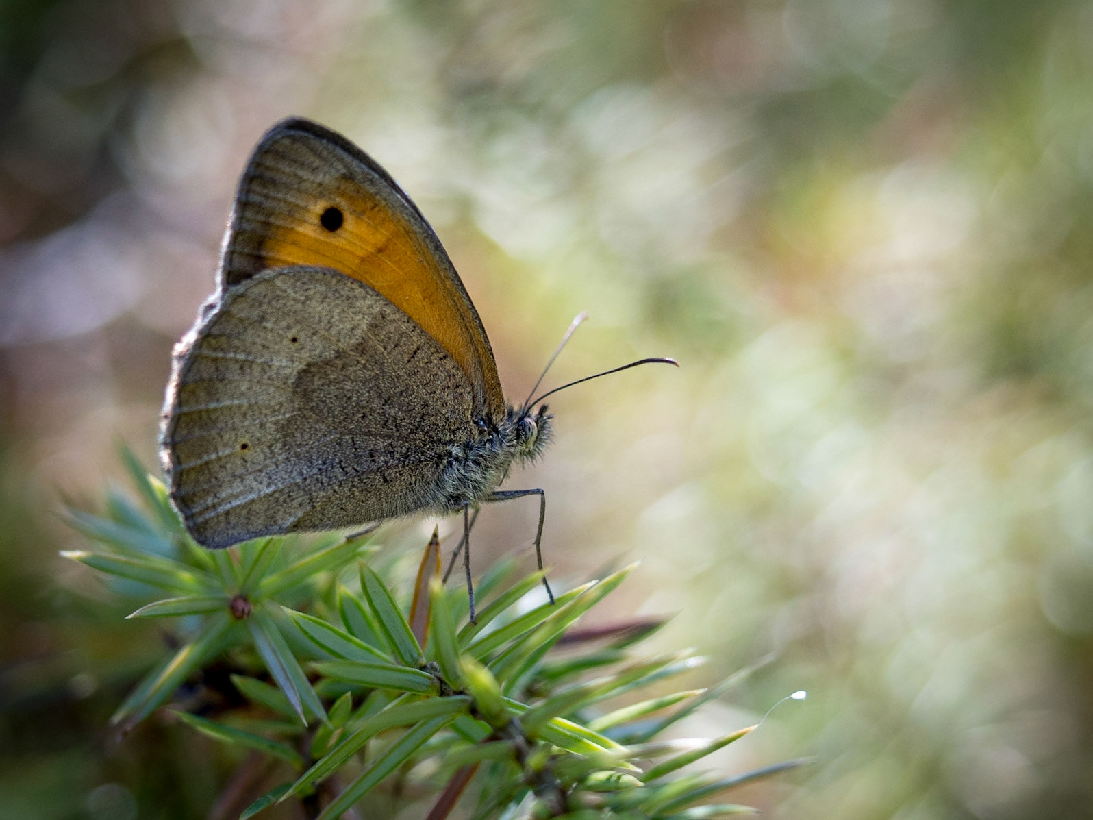 Pretty and hairy little guy. It's called a "Small Heath" or in german "Kleines Wiesenvögelchen". For all latin speakers and biologists it's a "coenonympha pamphilus"