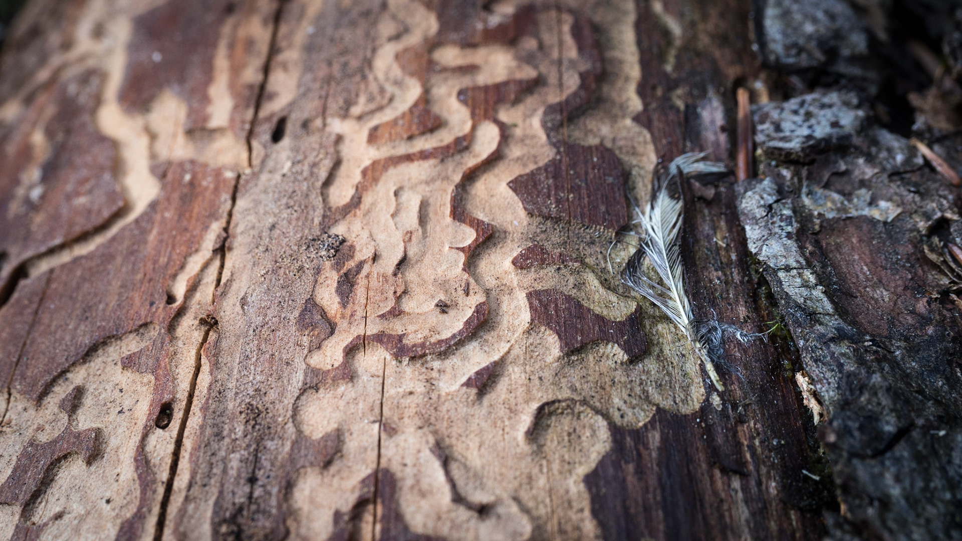 Beautiful maze underneath the bork!