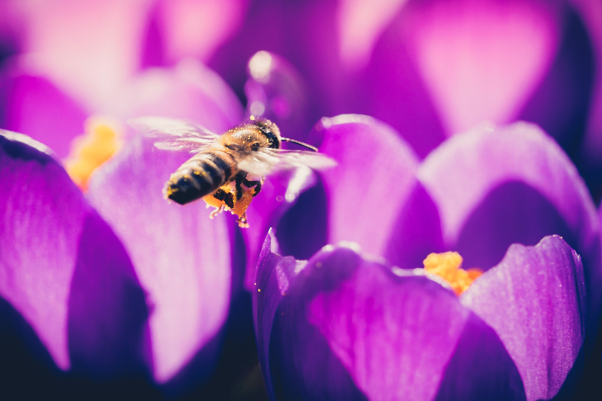 Sun - Check. Flowers - Check. Get to work!