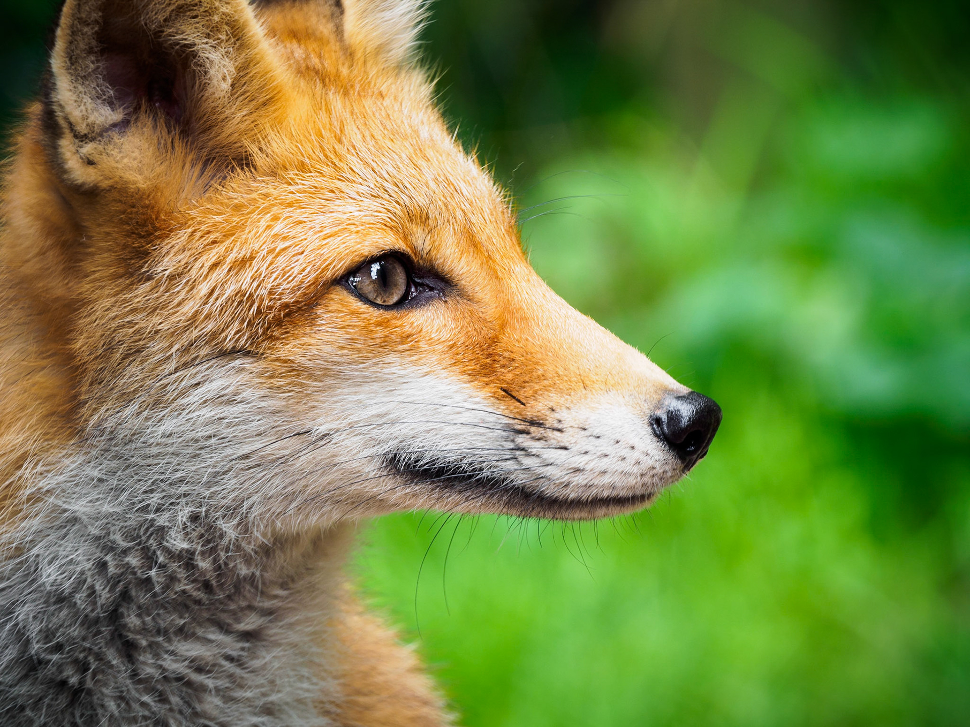 This guy was incredibly fast... But at this very moment he stood still. I was so surprised that I forgot to lower my aperture :-( Nevertheless I like the shot and want to share it with you. Enjoy!Animal photos are beautiful to watch but sometimes hard to shoot!Shot again in the beautiful "Greifvogelpark Saarburg"