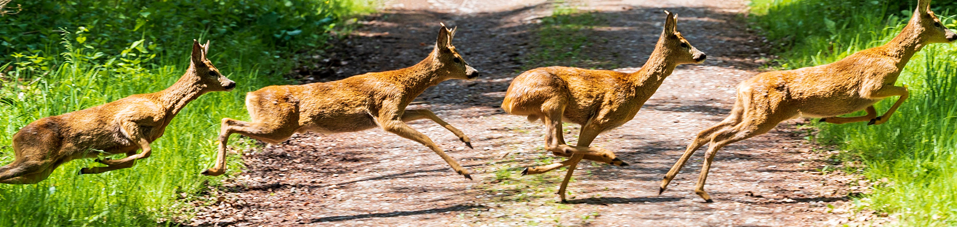 Oh my gosh... he was fast. Faster as my own camera movement. Unfortunately all shots had some unacceptable motion blur in it. But I was curious to see what Lightroom could do with this 4 shots, taken in burst mode. After some fiddeling around with the panorama merge function, this is what I got. I'm really suprised and happy with the outcome - enjoy!