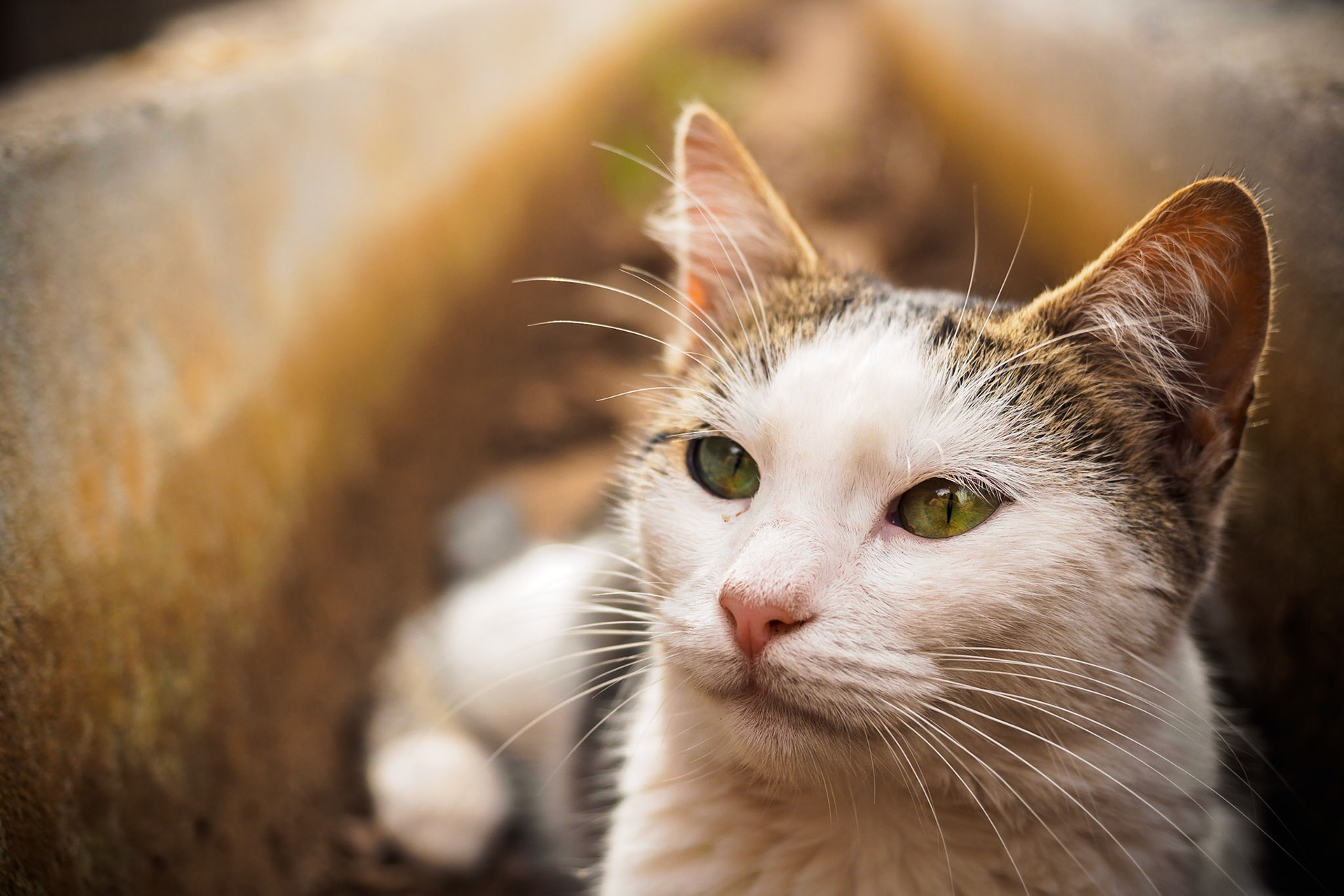 What a beautiful and curious creature she was!