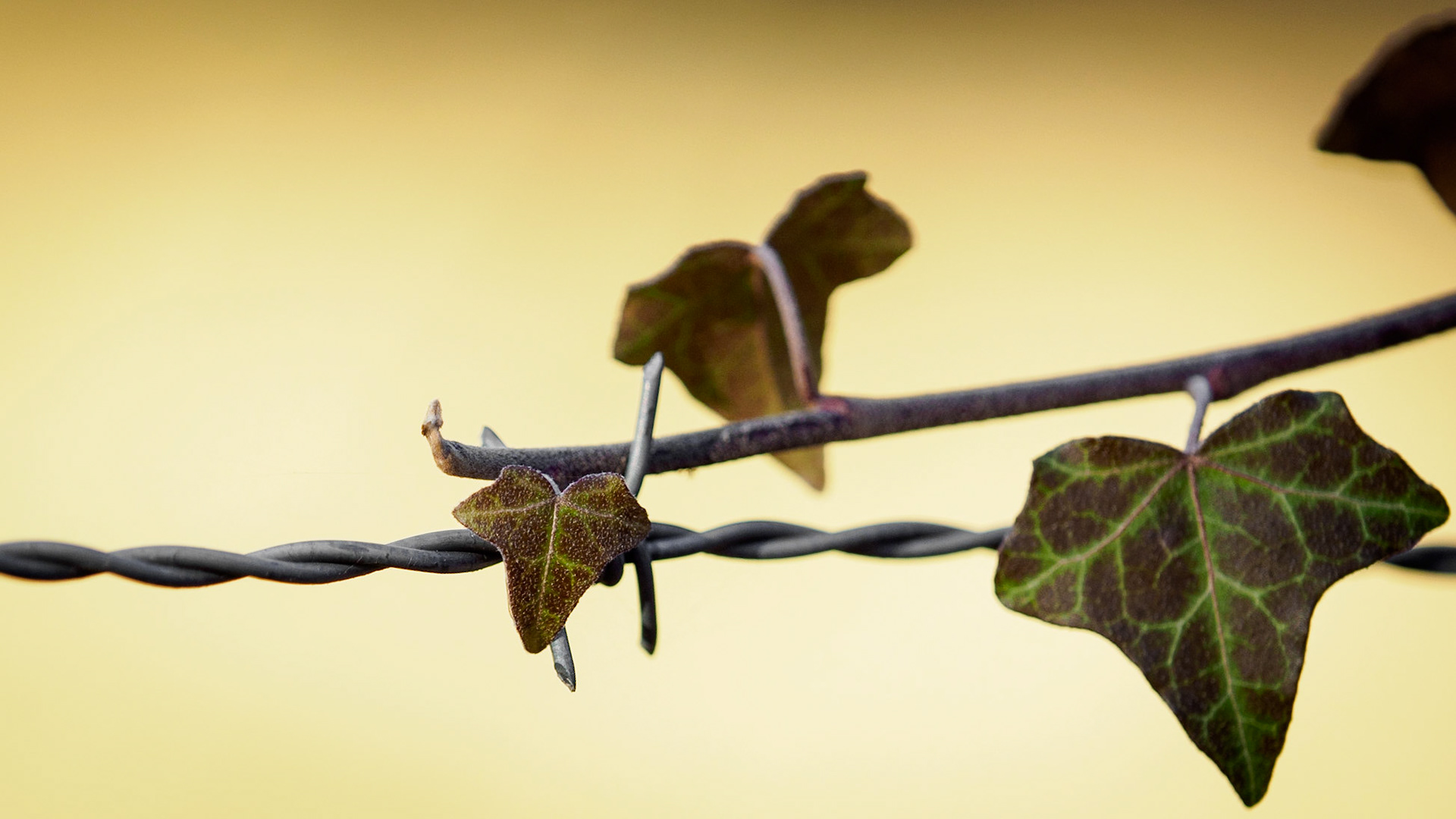 Why not using this barbwire to support my growing? :-)Shot with my Olympus OMD E-M5 II and 40-150 2.8 fully open. The background is unchanged!