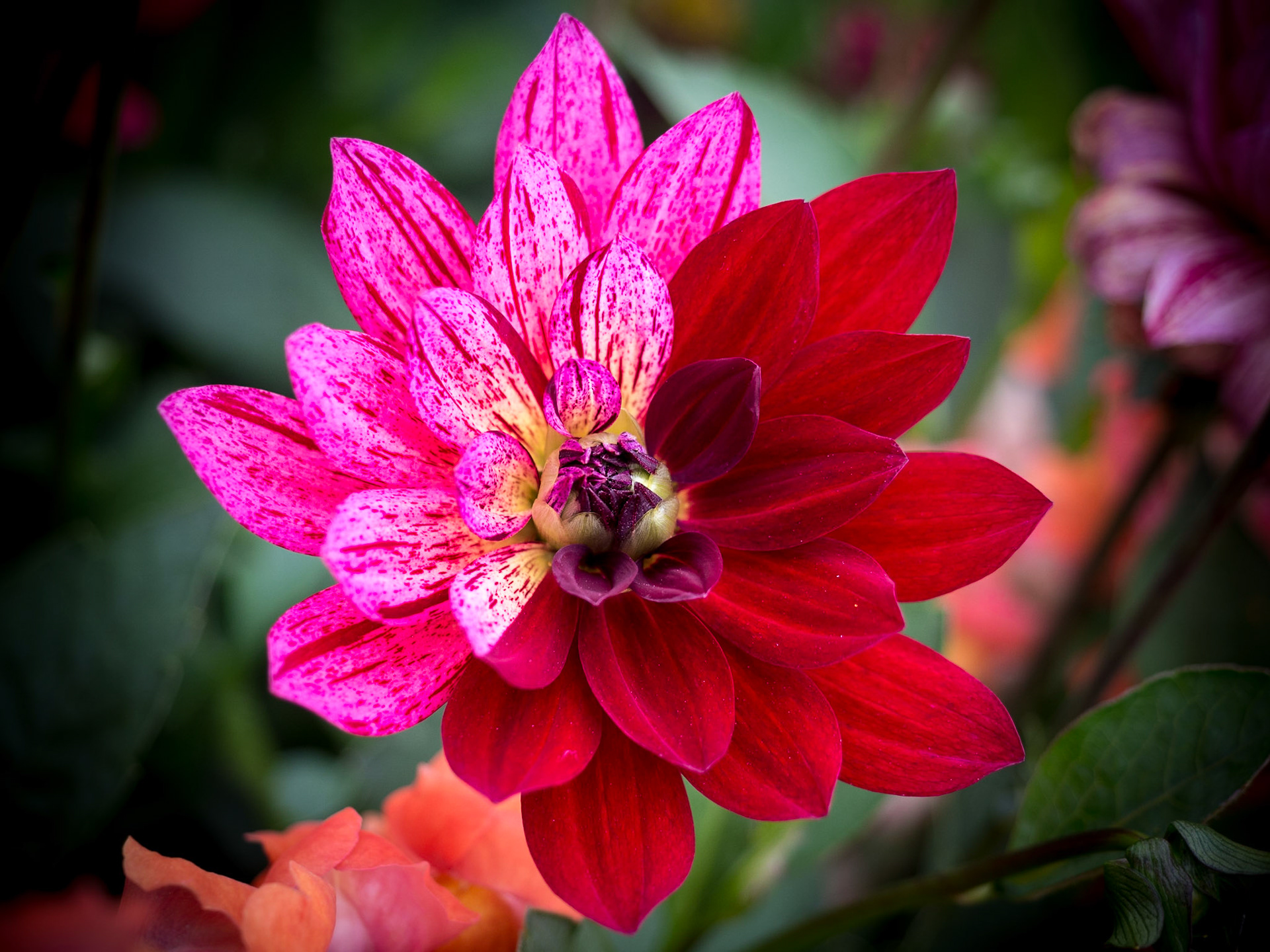 Nature shows us that you can be beautiful even with imperfection. We all admire the wonderful colours and pattern nature has to offer. But mostly we disregard flowers like this Daliah because of it's imperfect look.You can easily transfer this situation to us humans. Beauty is defined by symmetry and perfection. But isn't it the imperfection that catches our interest?