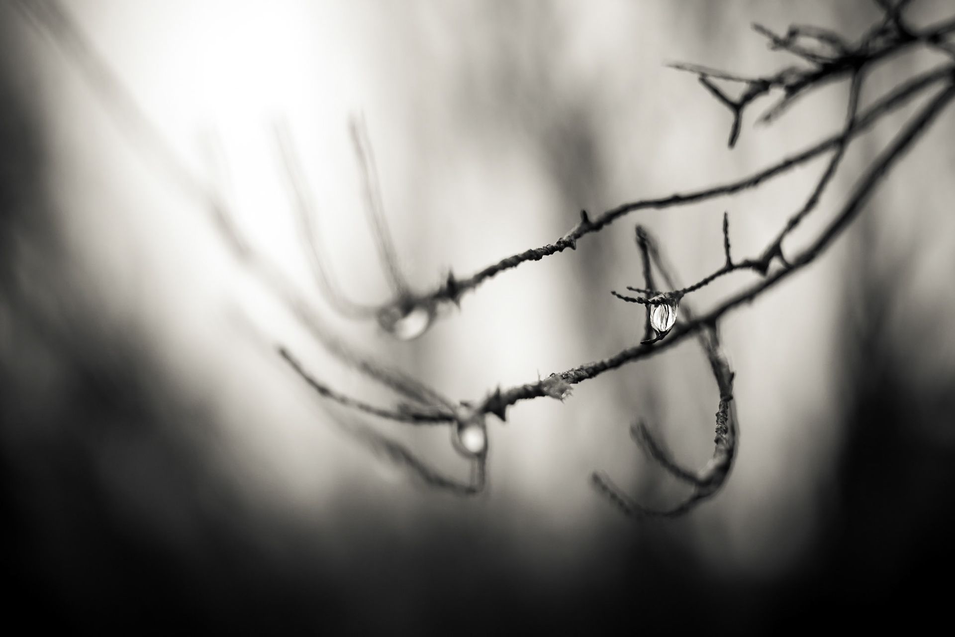 If you take the time to look at the fabulous detail nature has to offer, you might be suprised.These shots were taken in the mystical forest of Fanal on Madeira Island.