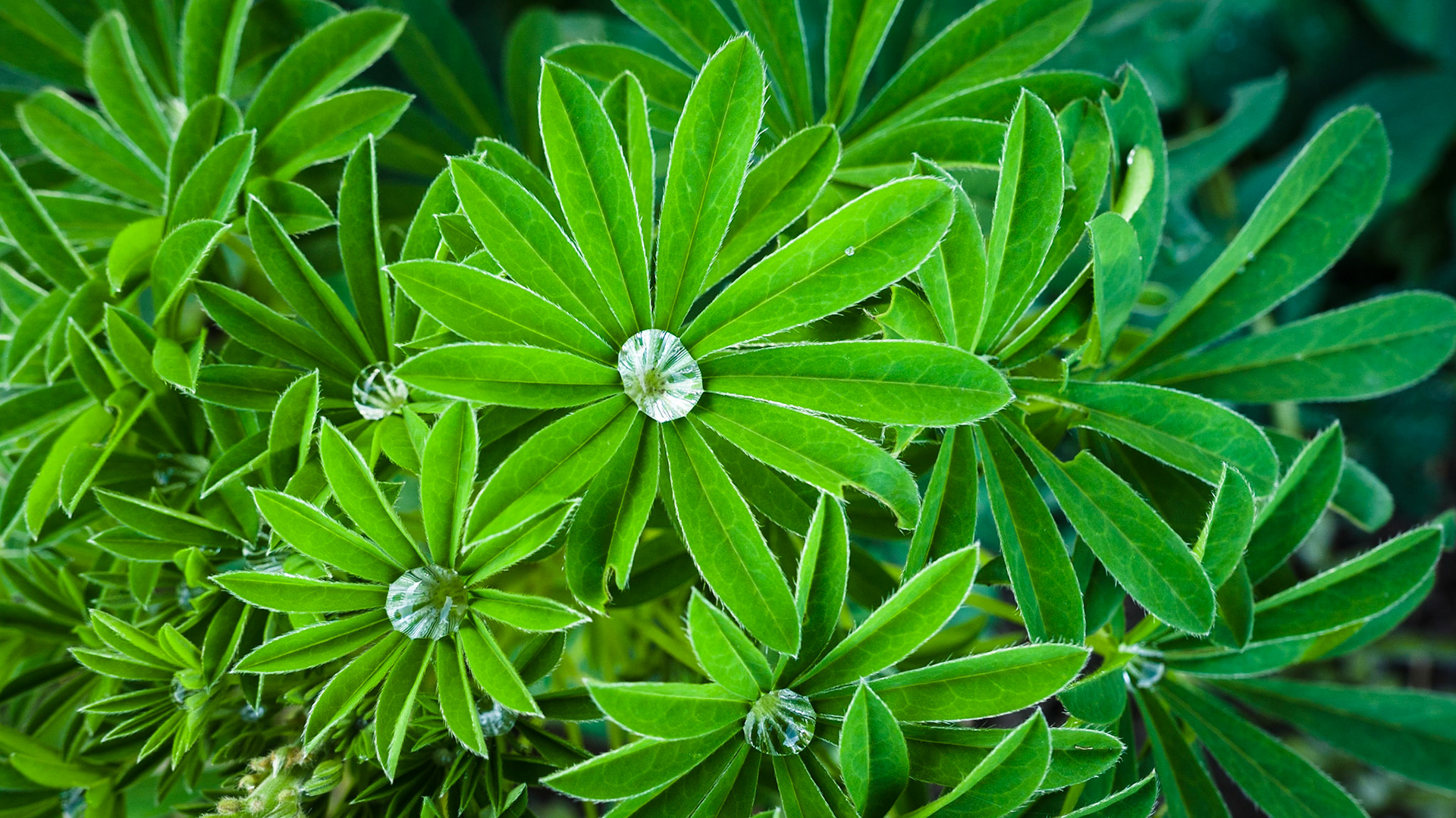 Museumsdorf Kürnbach - Garten