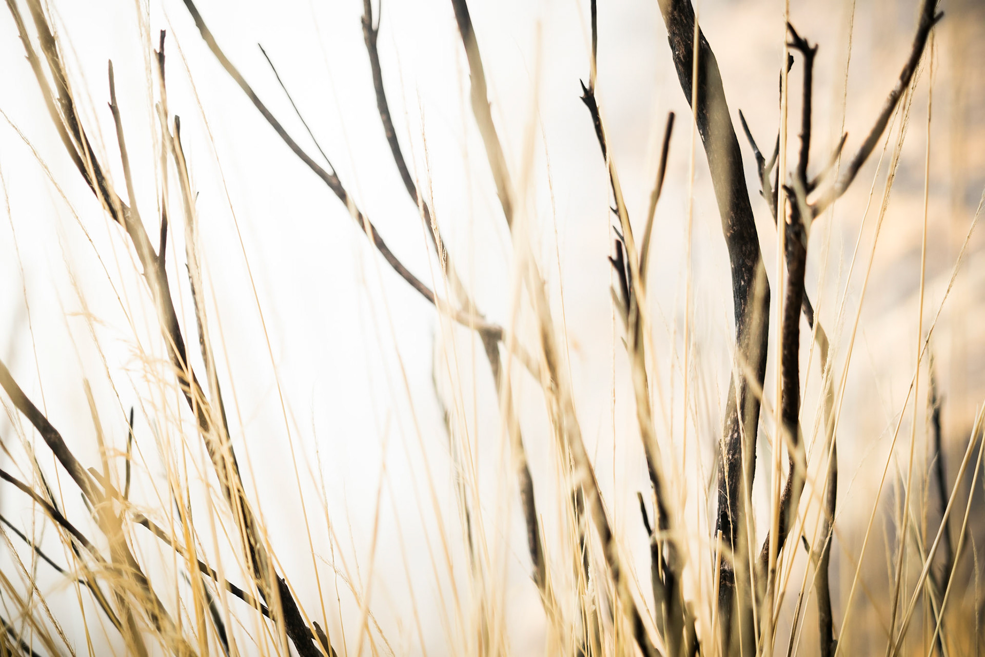 Another detail from the Levada walk at Paul do Serra.
