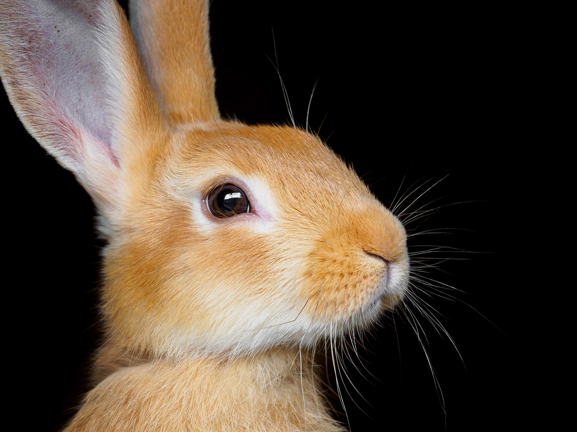 Next to the predators you can find cute animals like this bunny at the "Greifvogelpark Saarburg". Quite contrasty :)