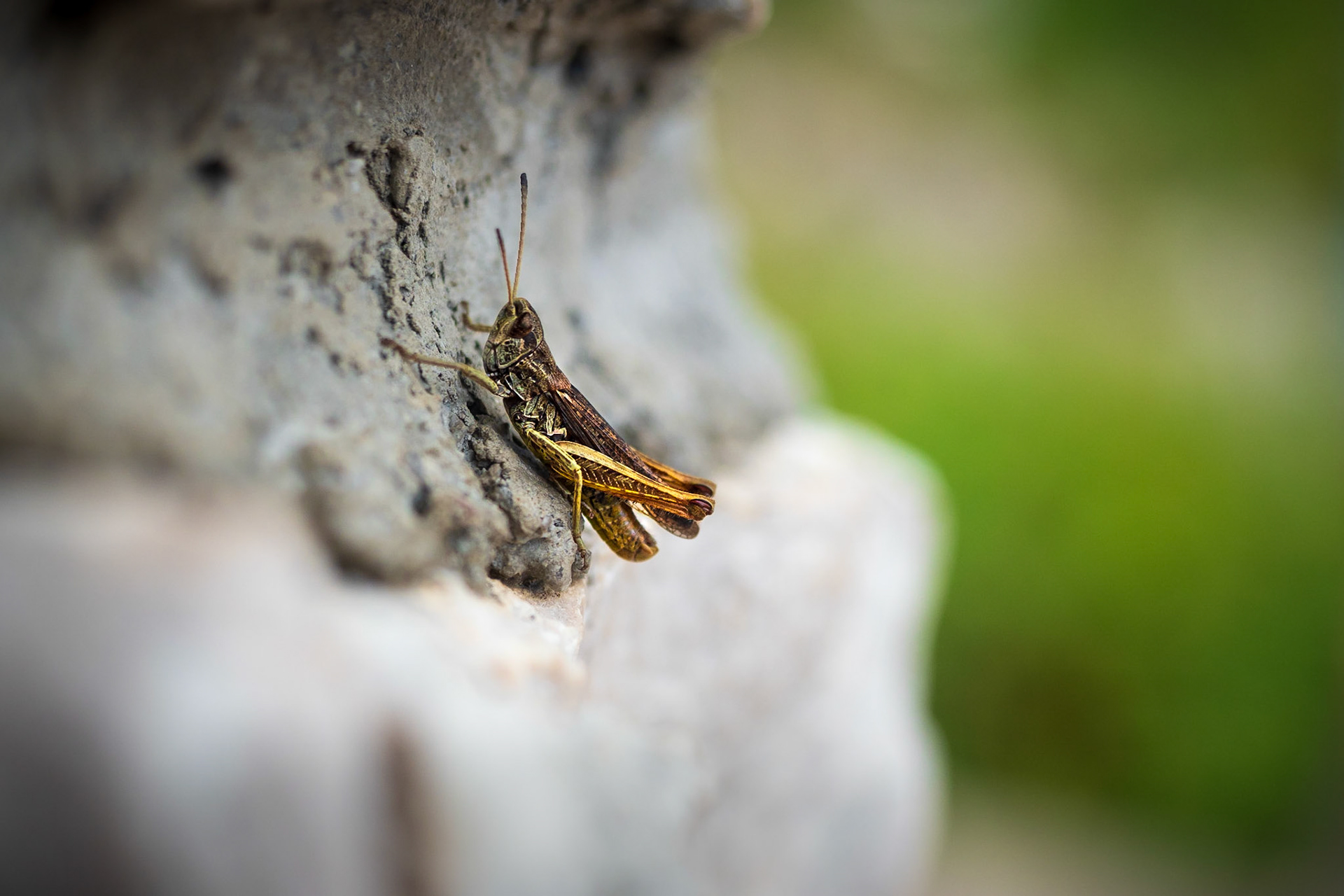 Luckshot. This fella jumped right next to me. Remember - always keep your camera prepared :) - enjoy
