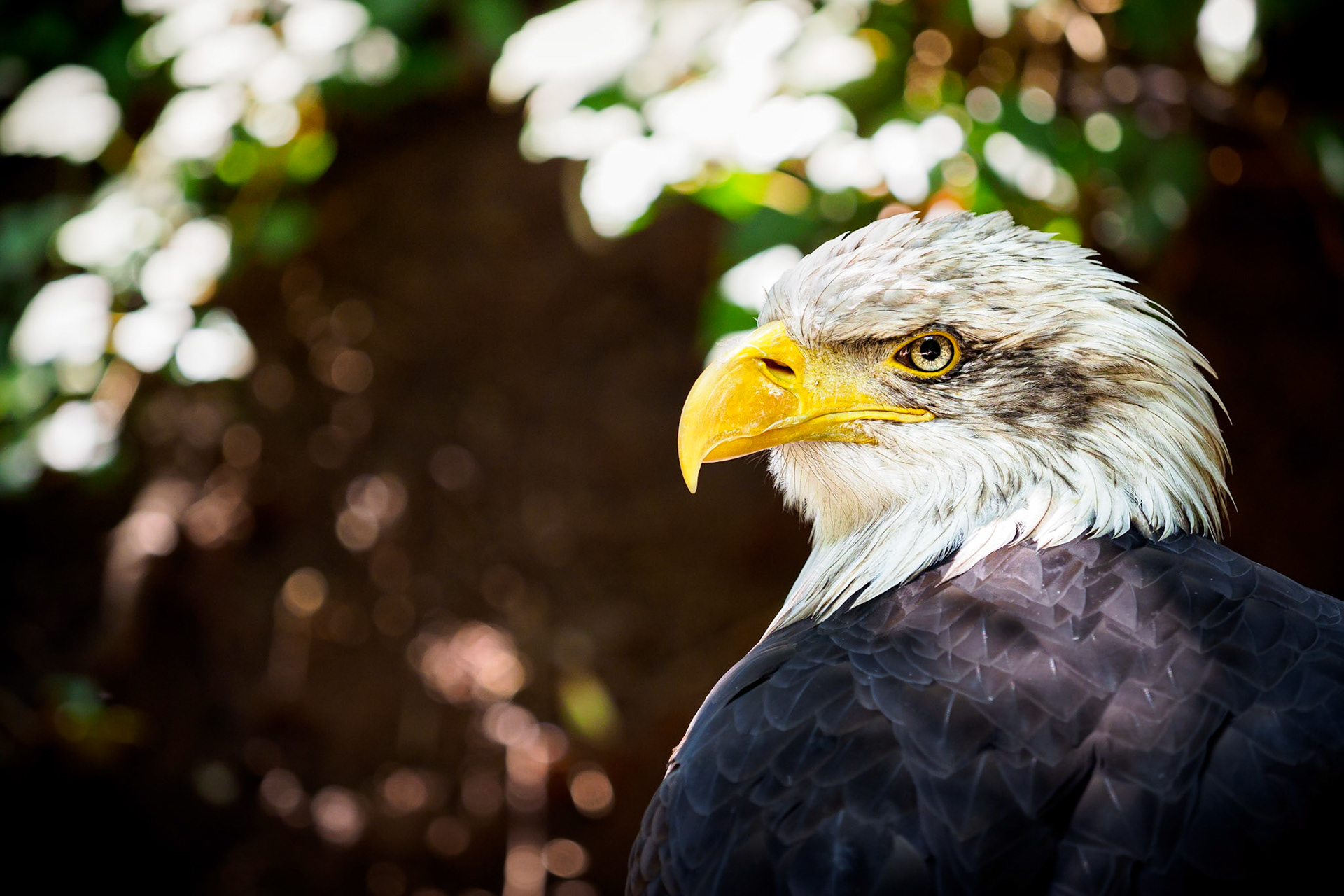 Majestic and beautiful.