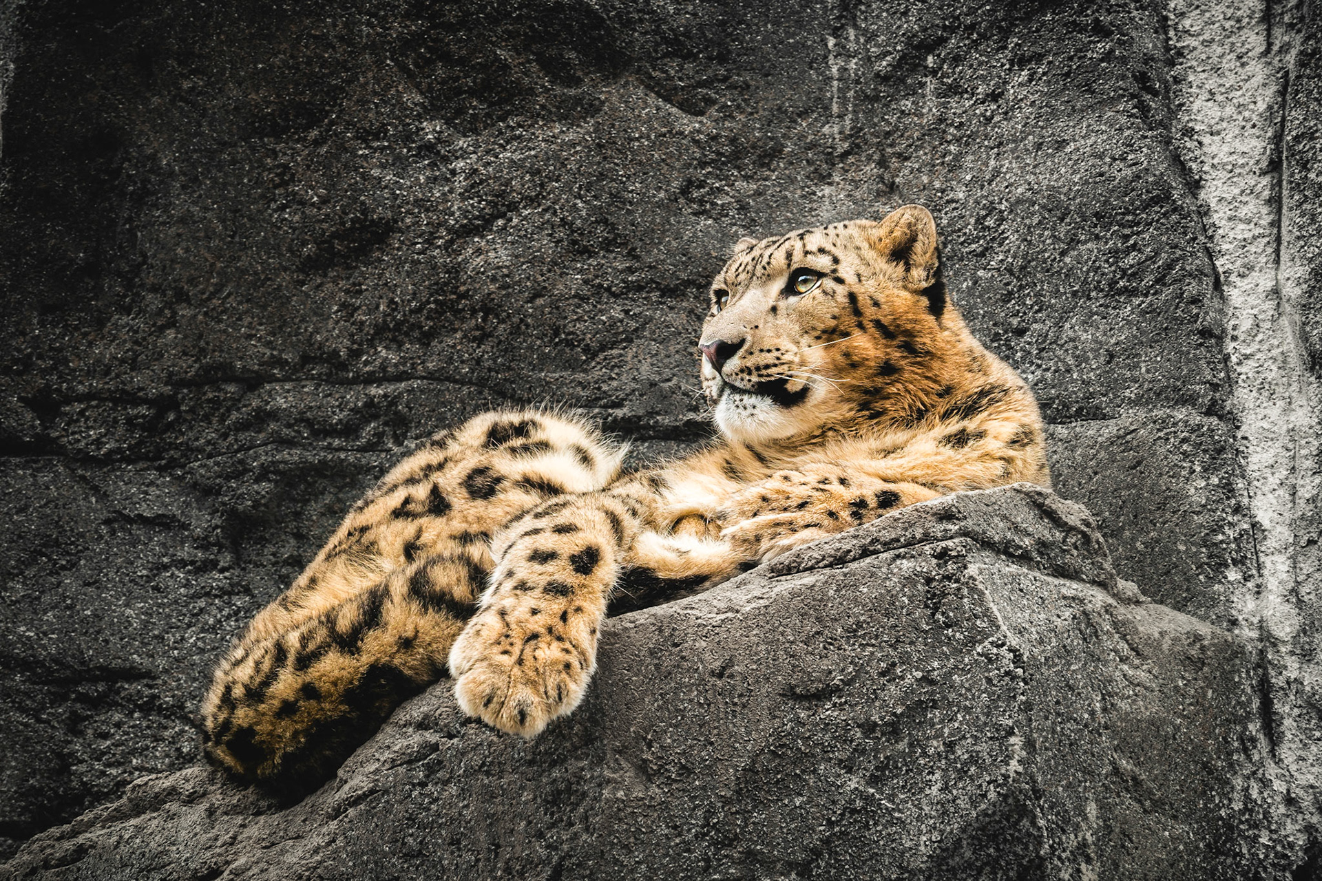 I love big cats! Isn't he cute and fluffy?