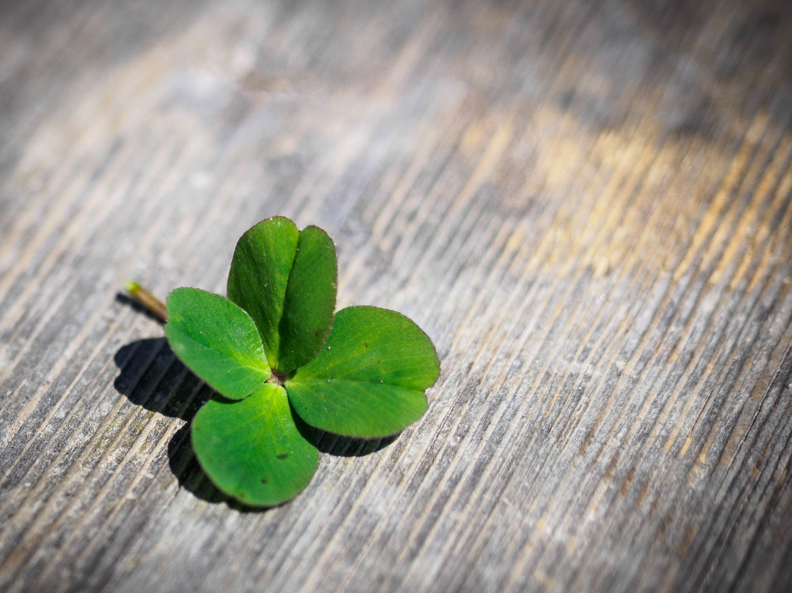 Salzburger Land 2015Found near the "Stegmoosalm" close to the "Hochkönig" Austria.