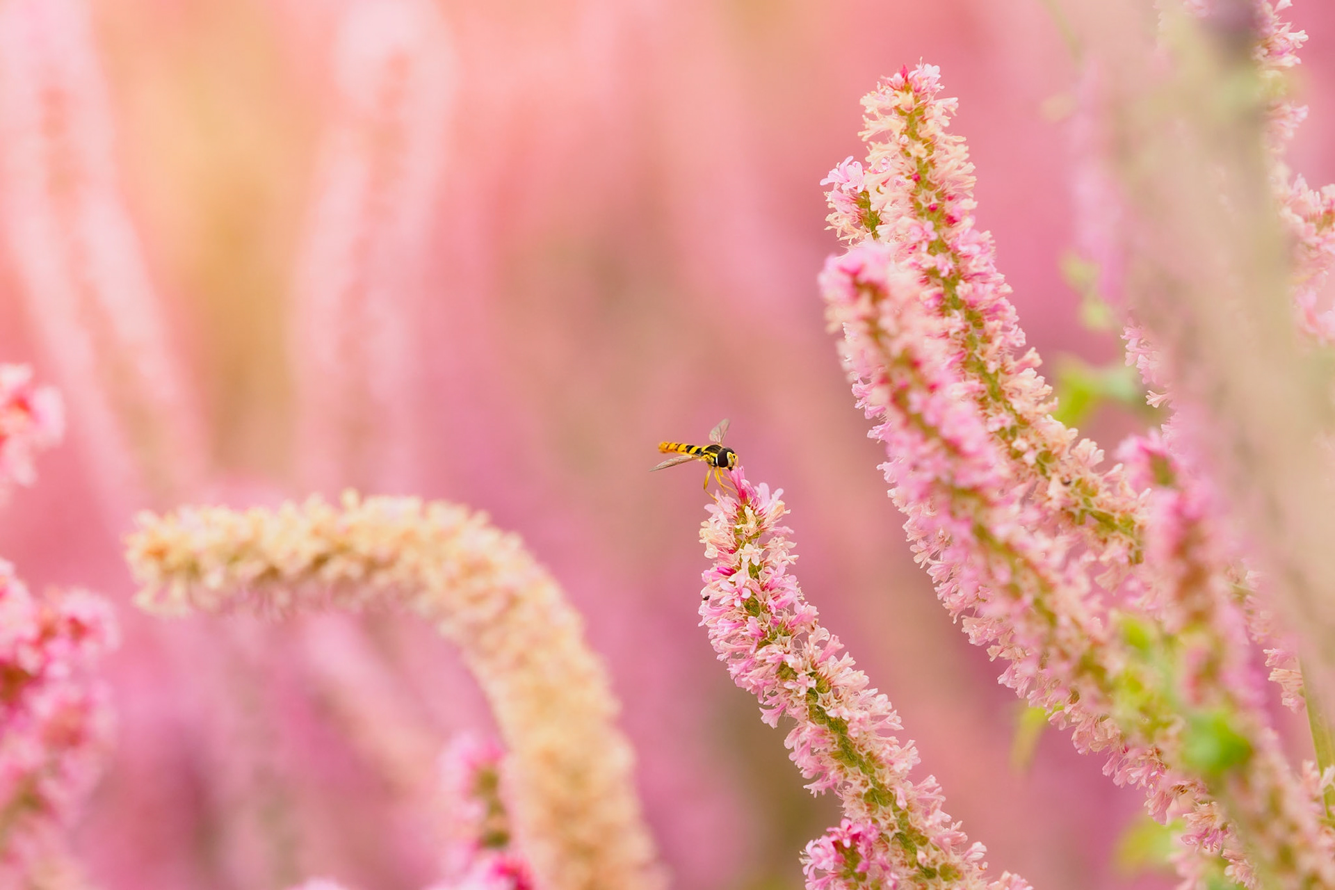 This little fella is quite dangerous looking but completely harmless :) ....Olympus E-M5II + 40-140 2.8