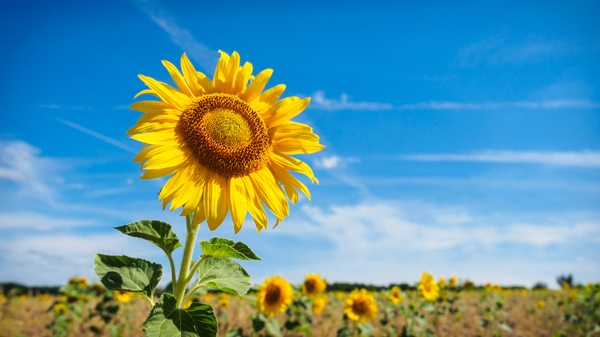 Sunbathing Sunflowers