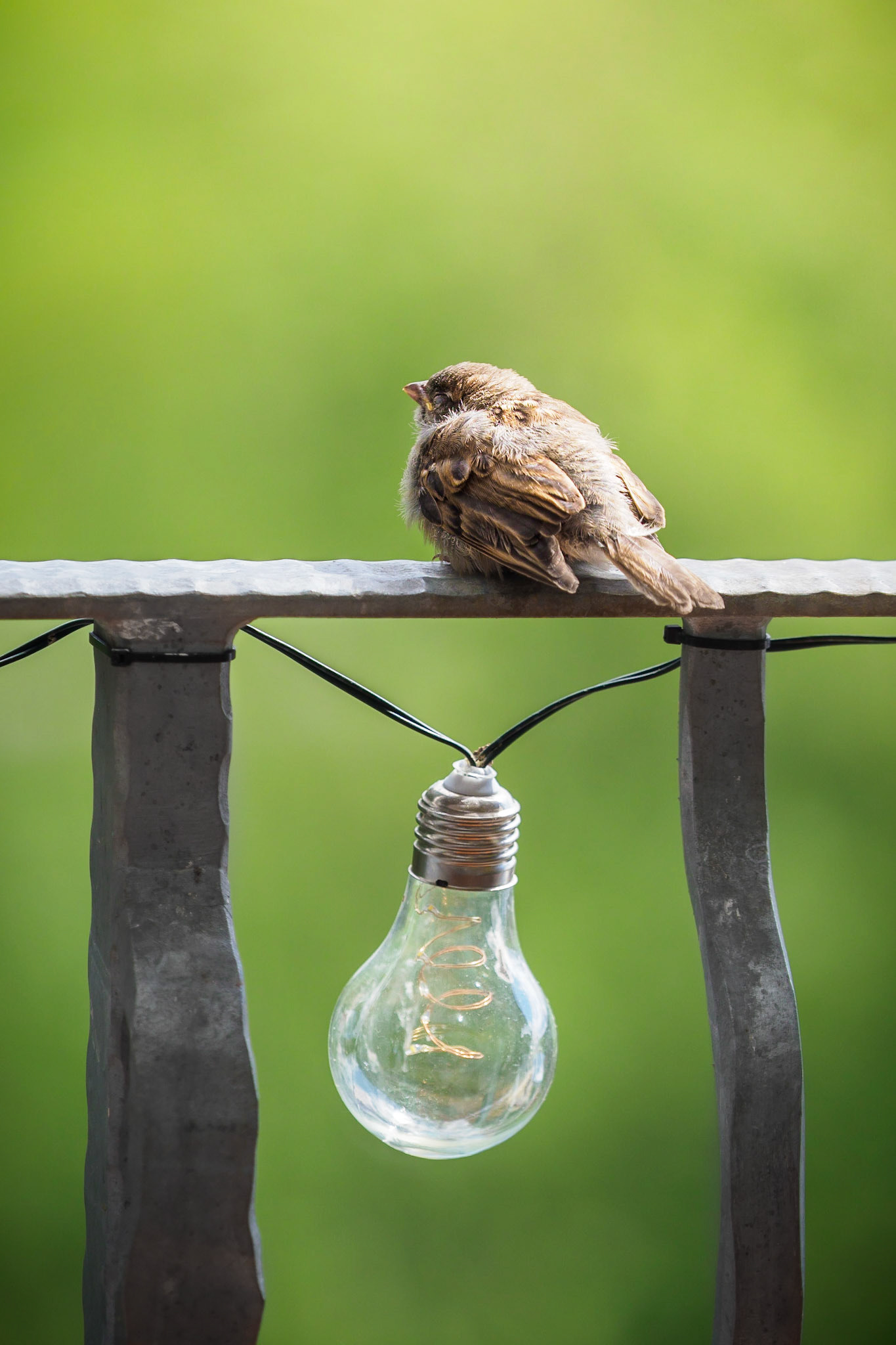 He was completle exhausted from one of his first trips to my balcony. After fifteen minutes of hard work by picking up even the smallest crumbs of todays left-over birdfood, he relaxed for a while  in the sun with his eyes closed :)