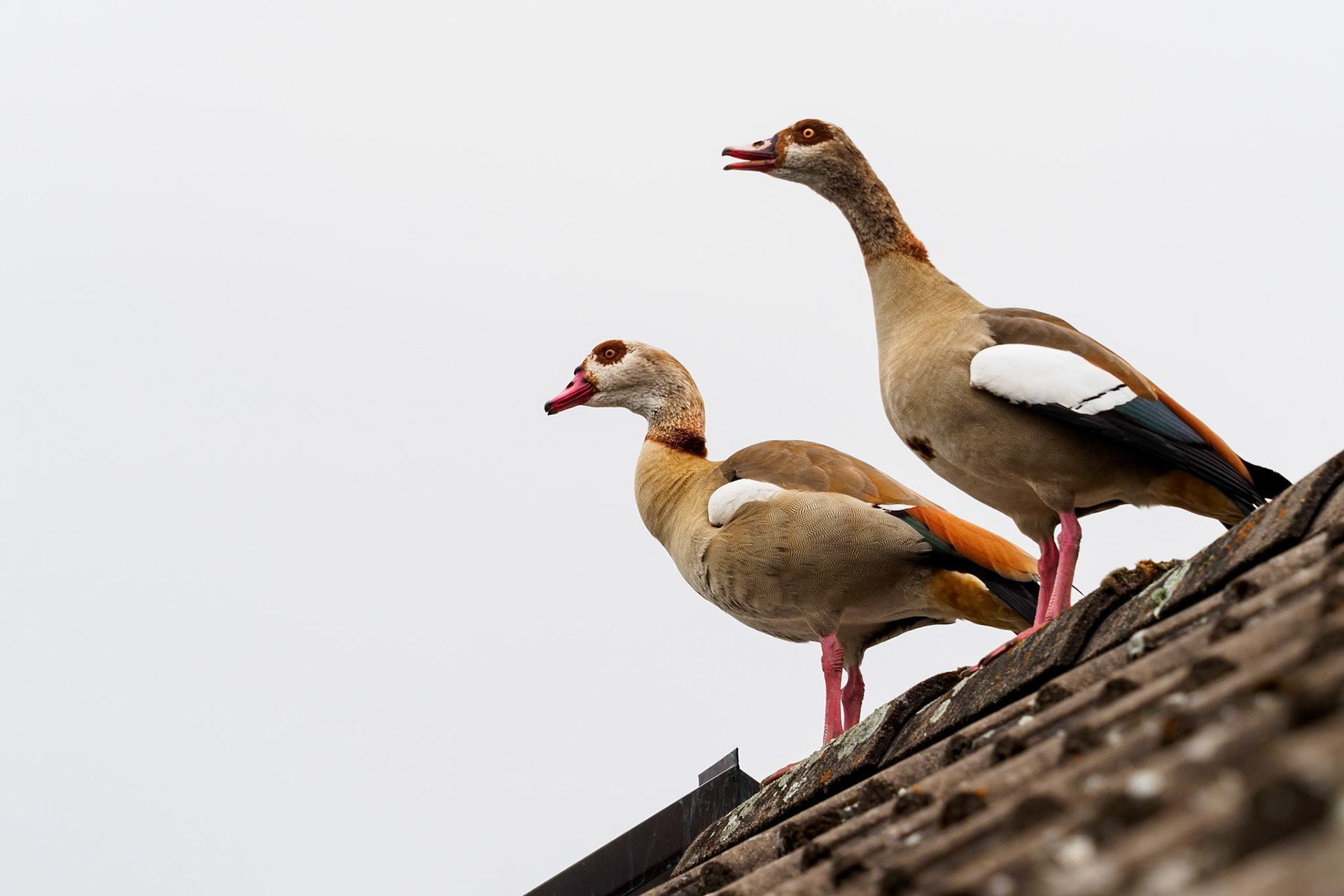 What a surprise this morning... Suddenly we heard loud goose screams. A look into the garden and out of the window... no goose there. I just couldn't find the source of the noise. A look out of the skylight up to the gable gave me the answer. These two sat comfortably there and talked loudly.