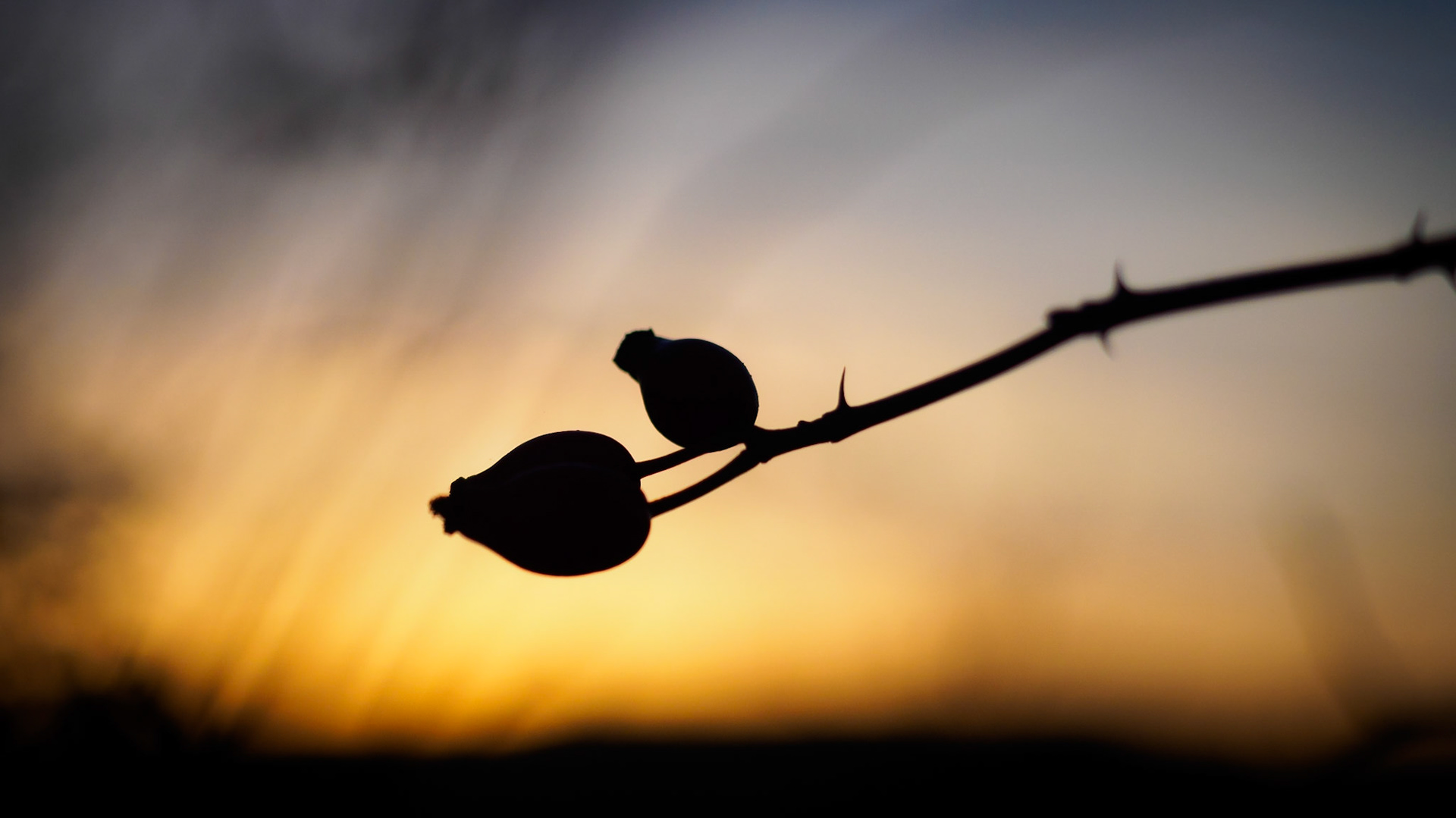 German "Hagebutte" while sundown. That was the bush where I found the final geocache. I hate thorns!!!