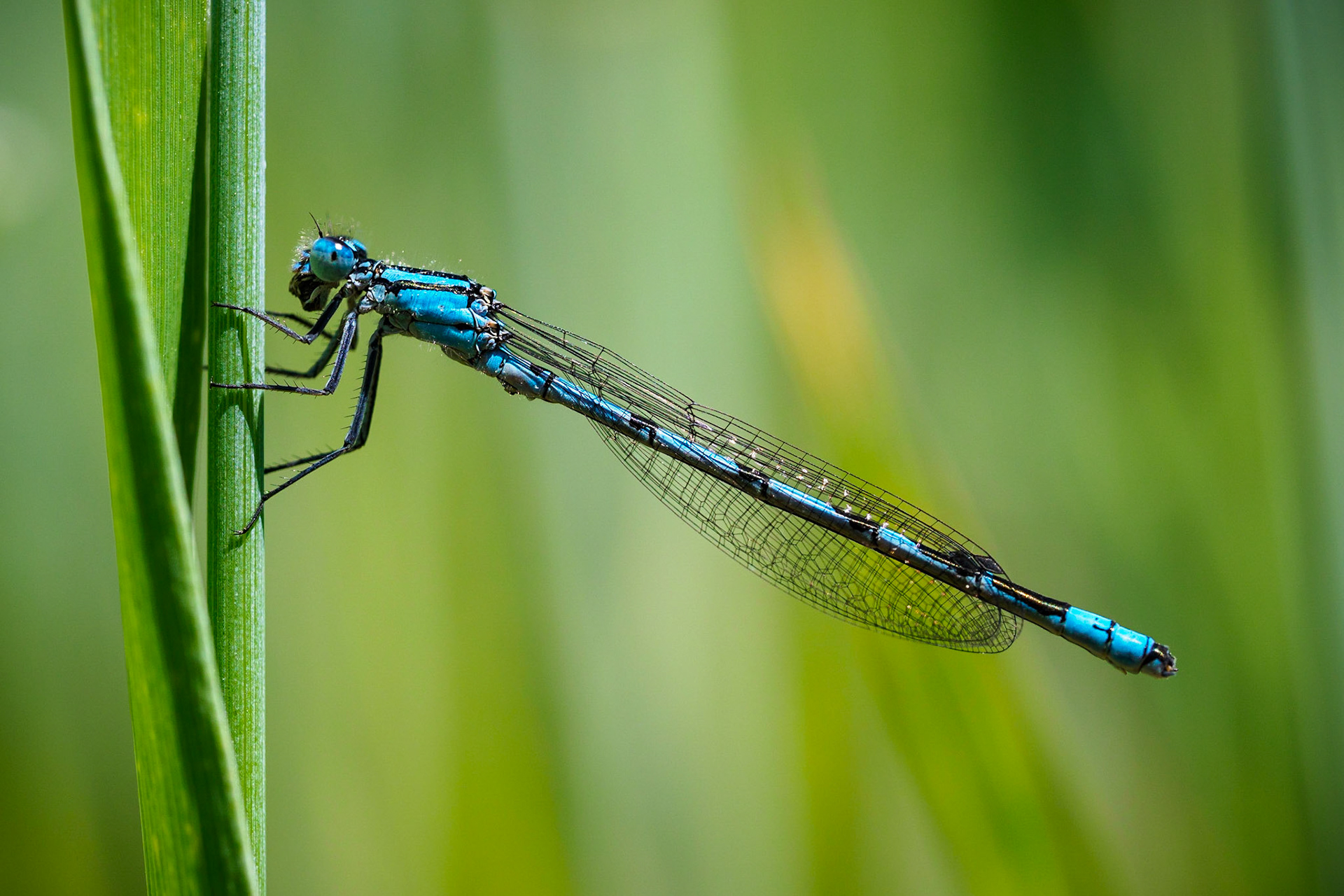 There are 15 different types of these beautiful azure dragon-flies.