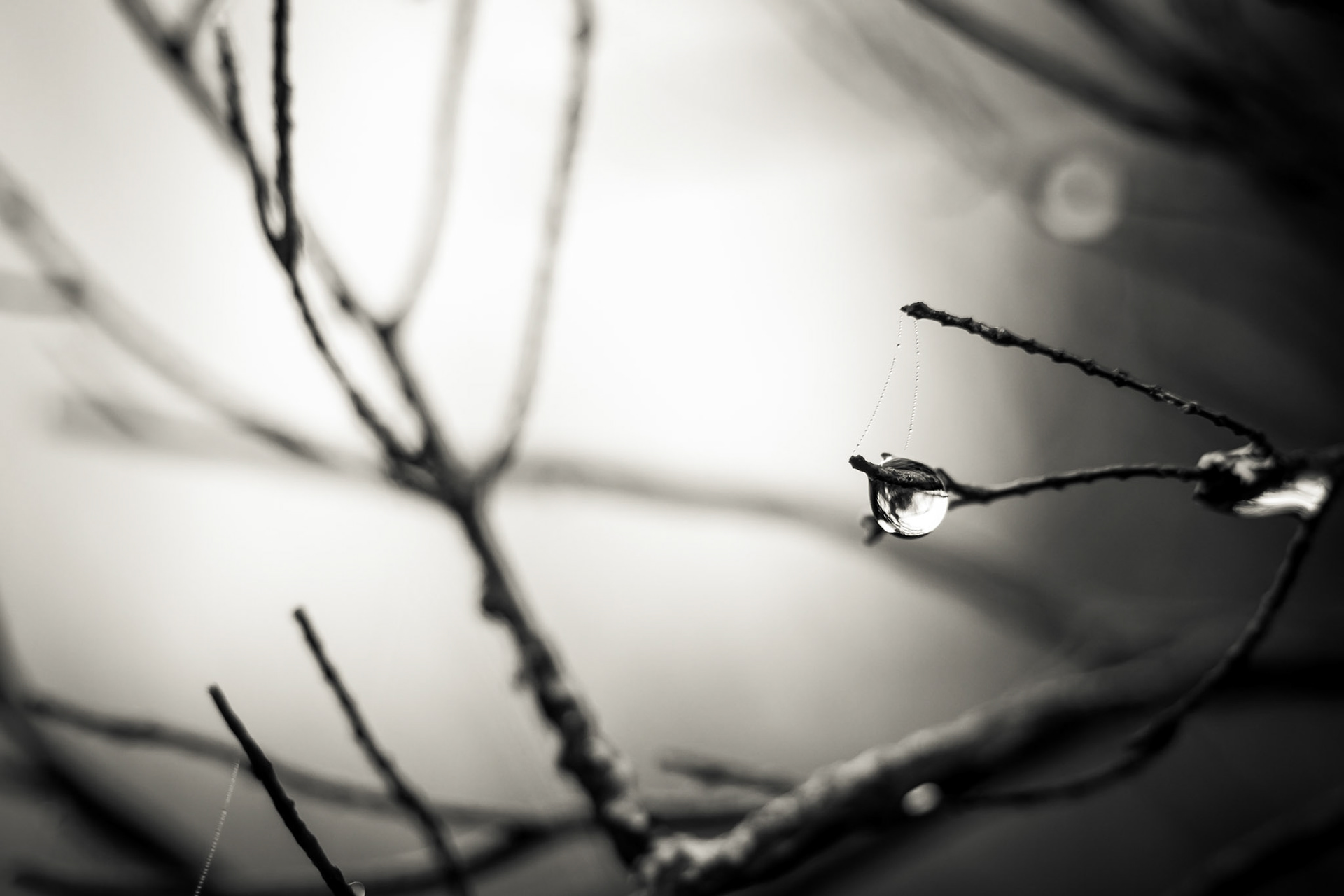 If you take the time to look at the fabulous detail nature has to offer, you might be suprised.These shots were taken in the mystical forest of Fanal on Madeira Island.