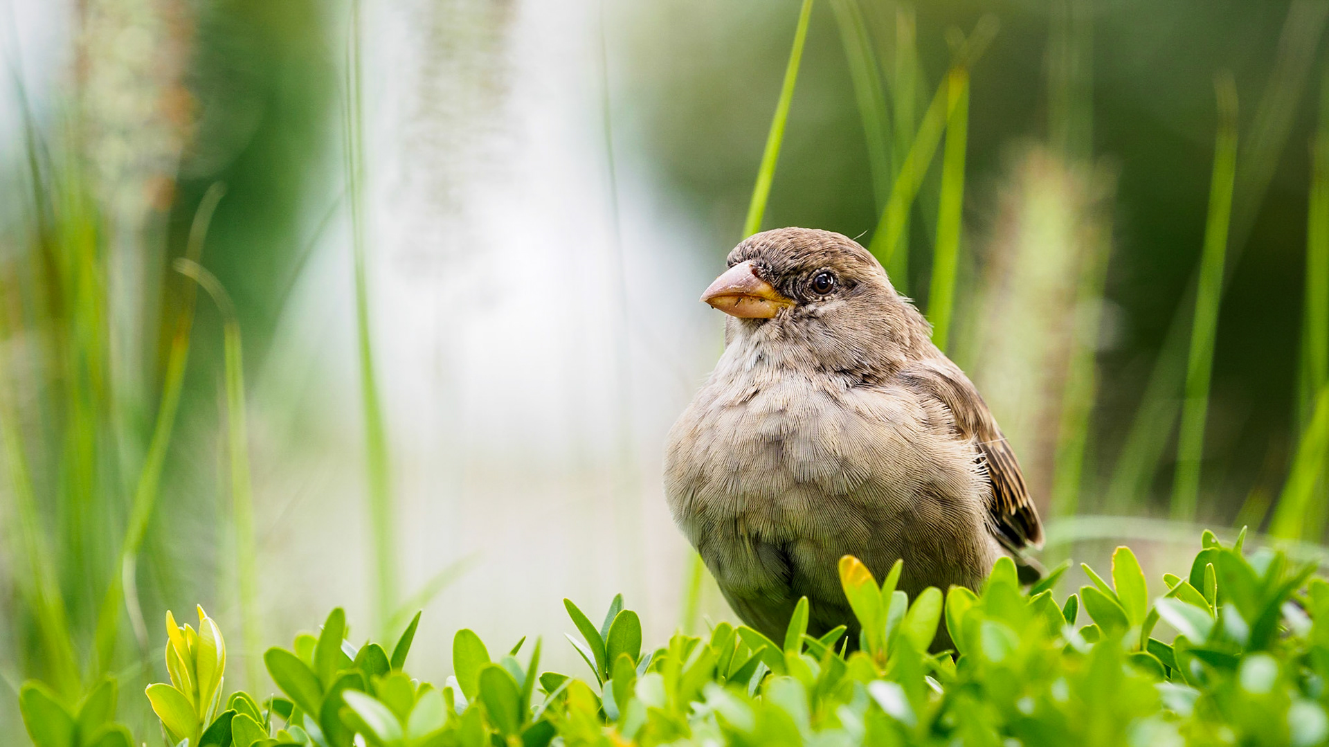 As promised and announced one more picture of these sweet little sparrows! Enjoy
