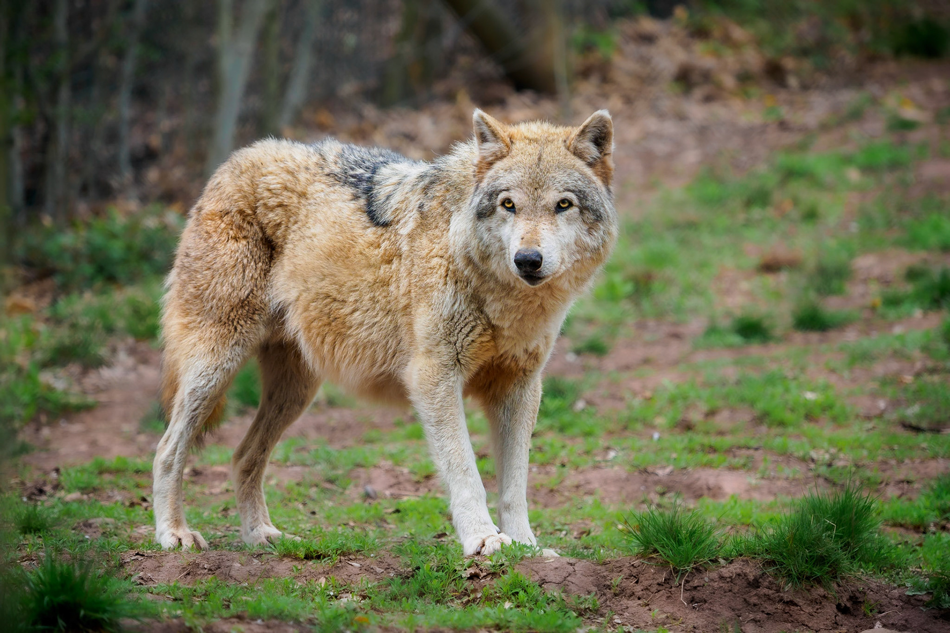 These eyes can look directly into your soul!