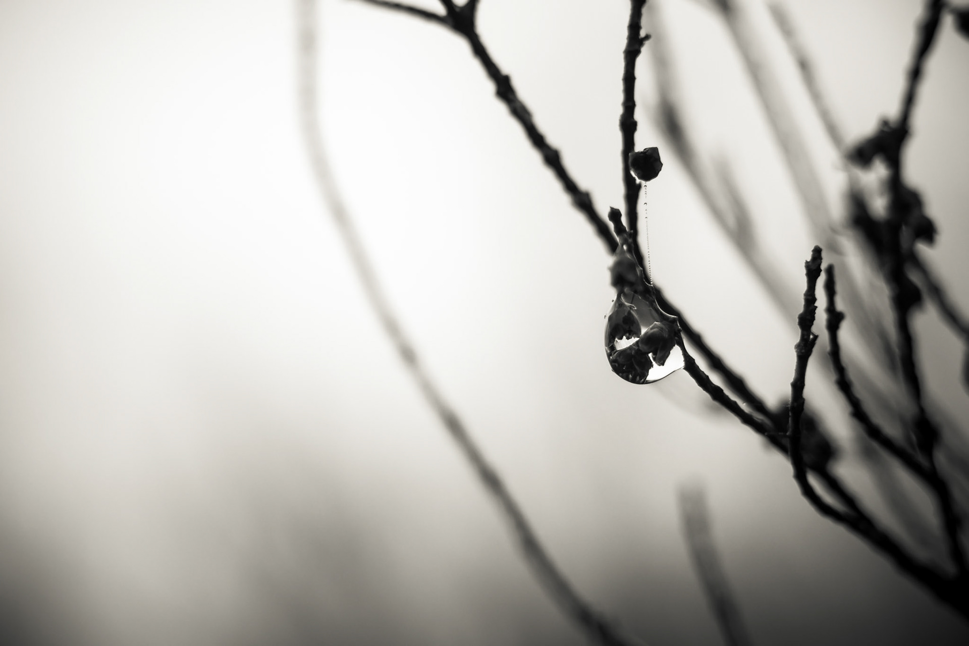 If you take the time to look at the fabulous detail nature has to offer, you might be suprised.These shots were taken in the mystical forest of Fanal on Madeira Island.
