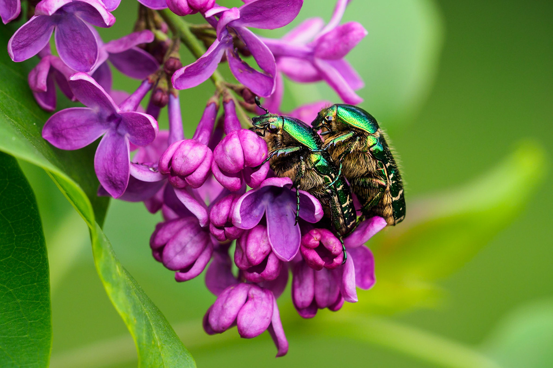 A protectet species here in Germany. In the time of May and July you can spot them!