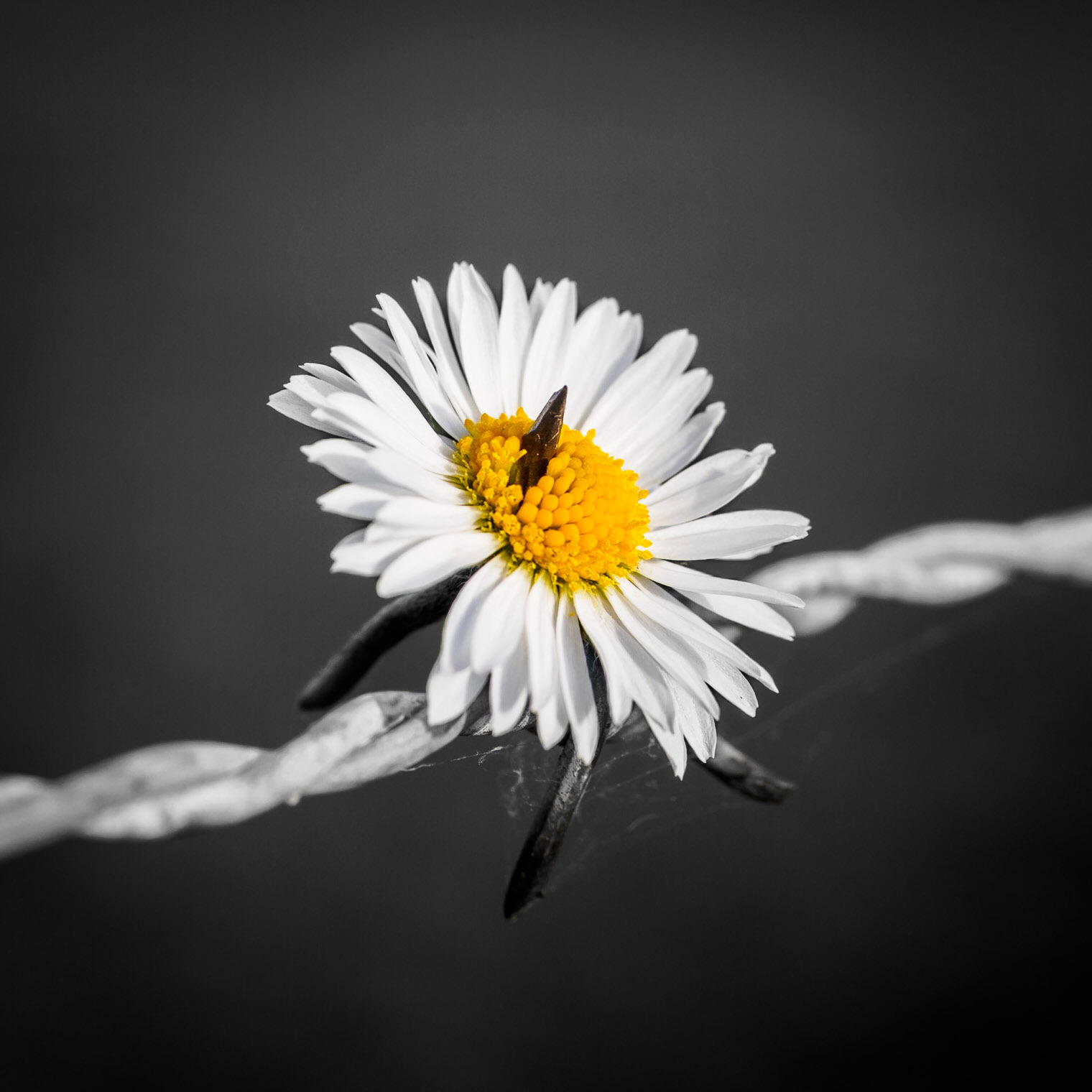 Daisy on barbwire. Partial colored.