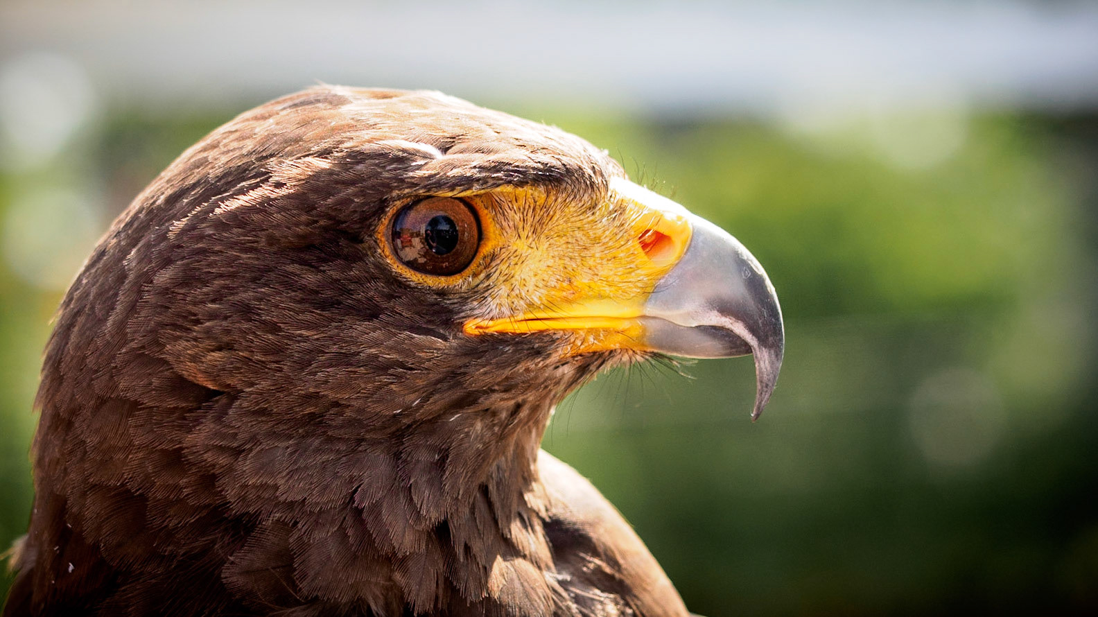 A very closeup photo of this beautiful creature. Unfortunately my only lens at this time was the 12-40mm 2.8... so I had to get very close to this bird!