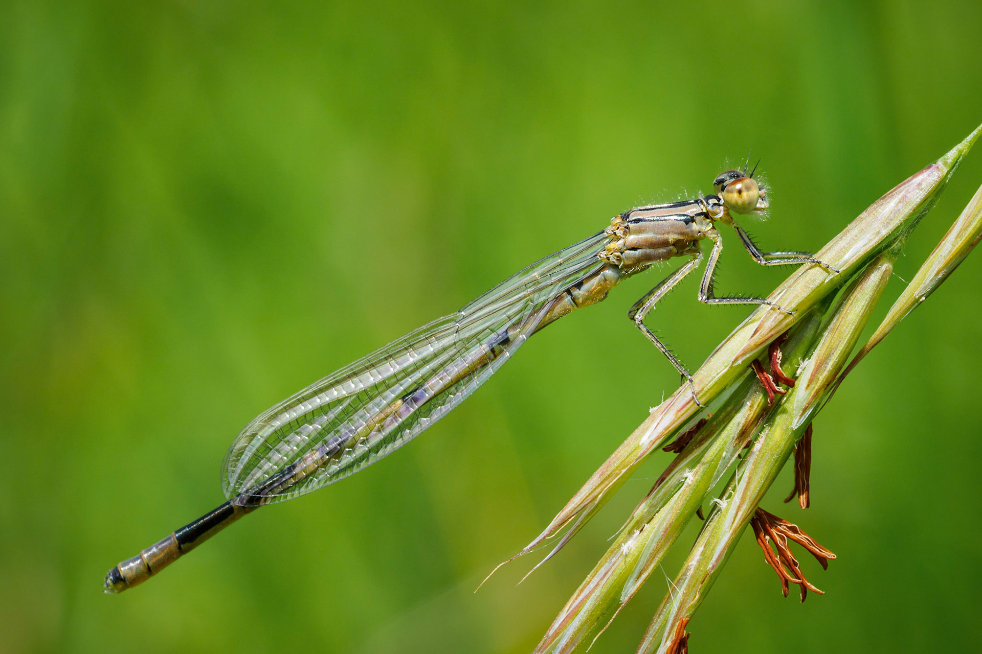 Today I found the female counterpart of yesterdays Enallagma cyathigerum :) - Am I right Anne?