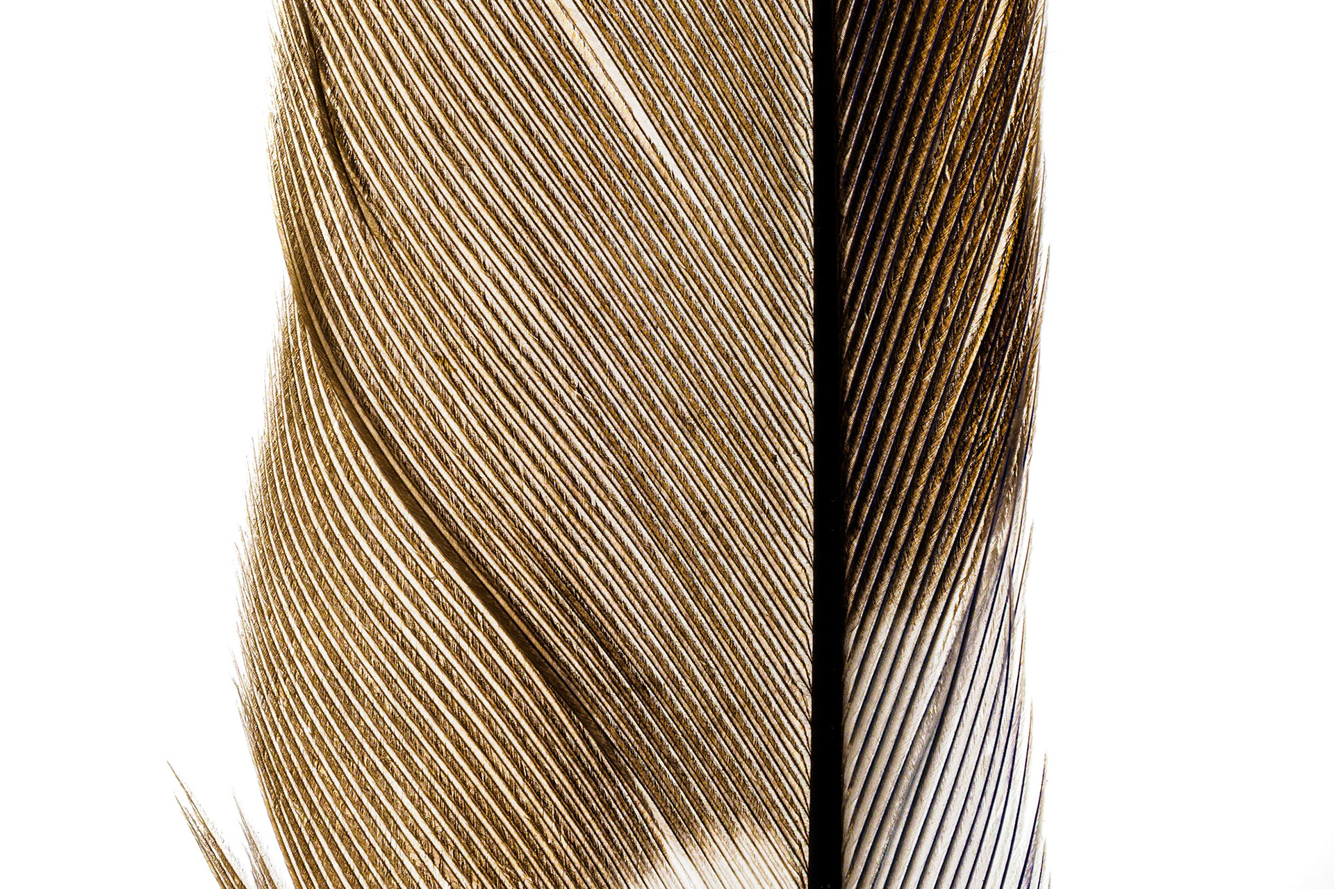 Exploring the little things in life is fun! Isn't this level of perfection somewhat unbelievable?