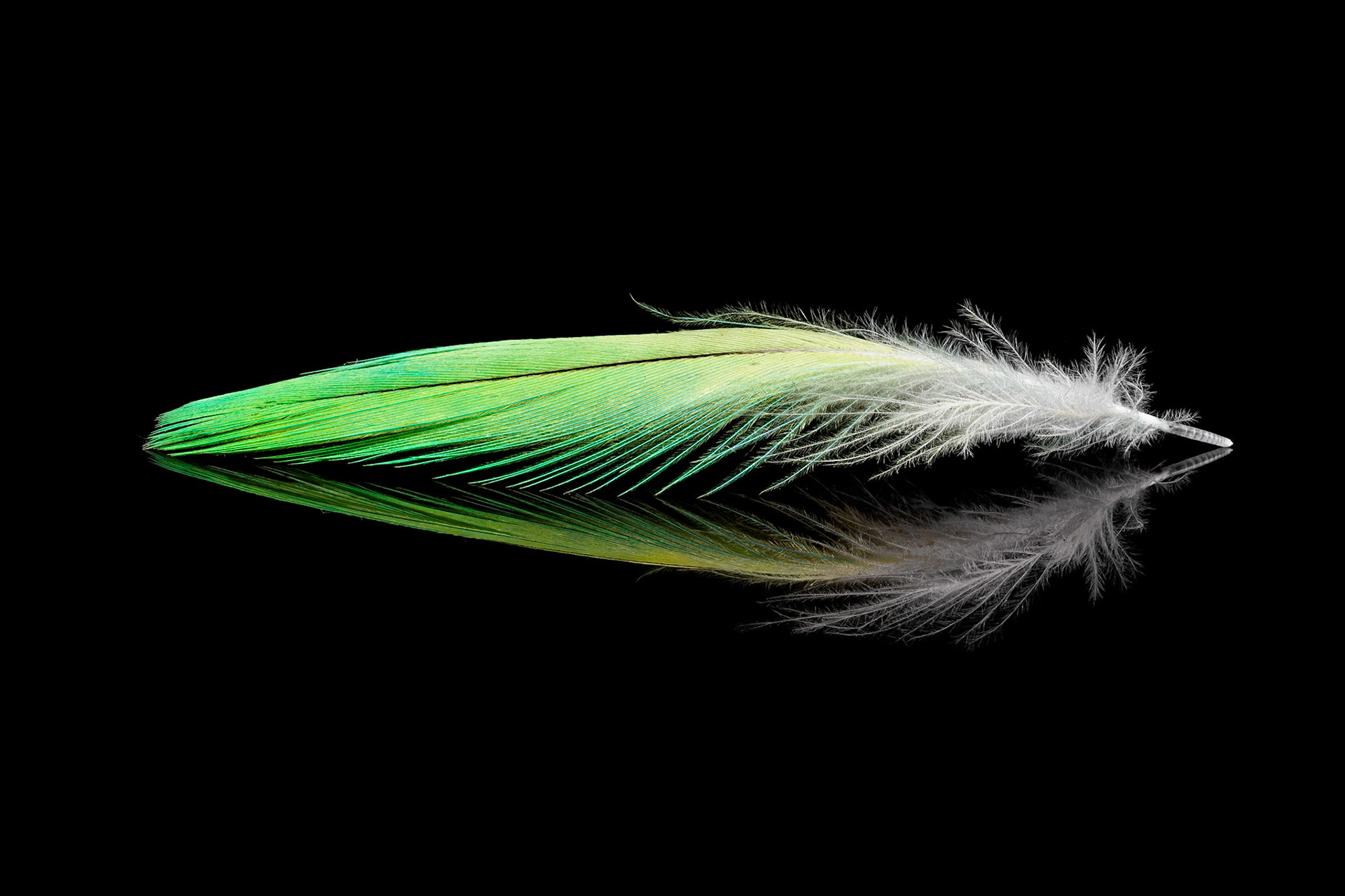 Made out of 150+ shots with the fabulous 60mm f2.8 Olympus Macro lens. The reflective surface is the screen of my iPad :) - StayHome, BeCreative