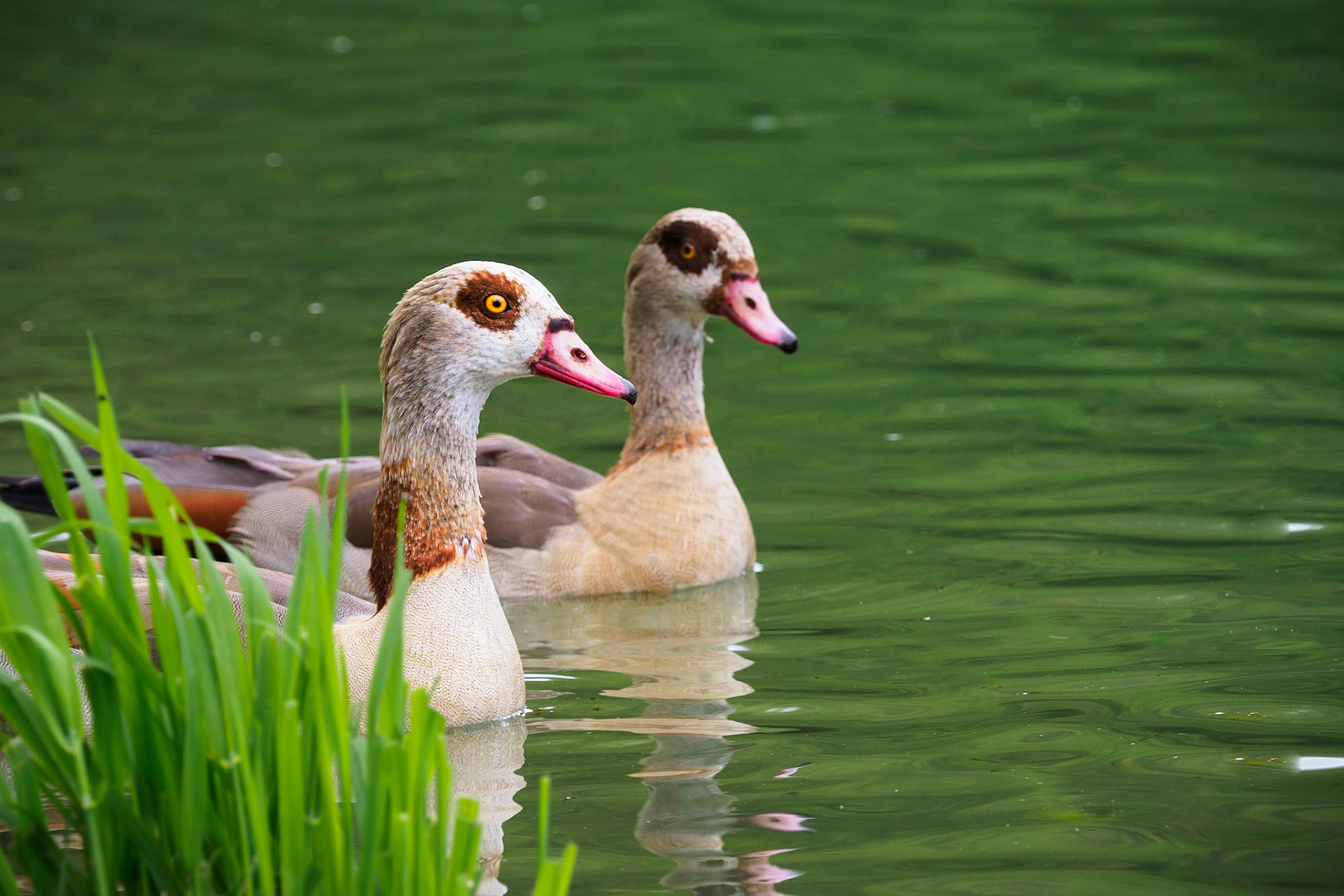 Do you remember these two? I do! They might be the the same that were on our roof some weeks ago and woke us with their quacking!