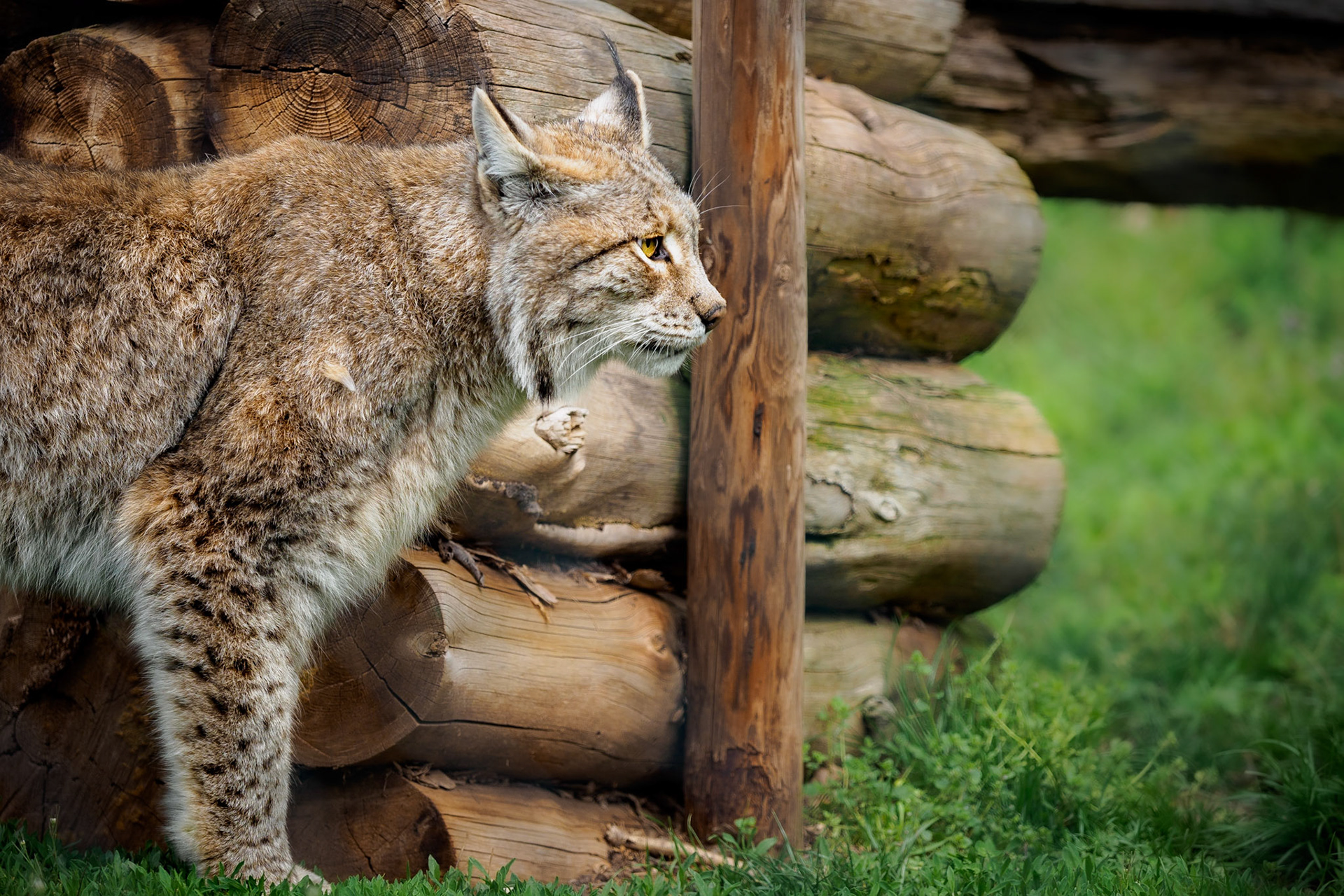 What a majestic big kitty! He was a bit angry tho...