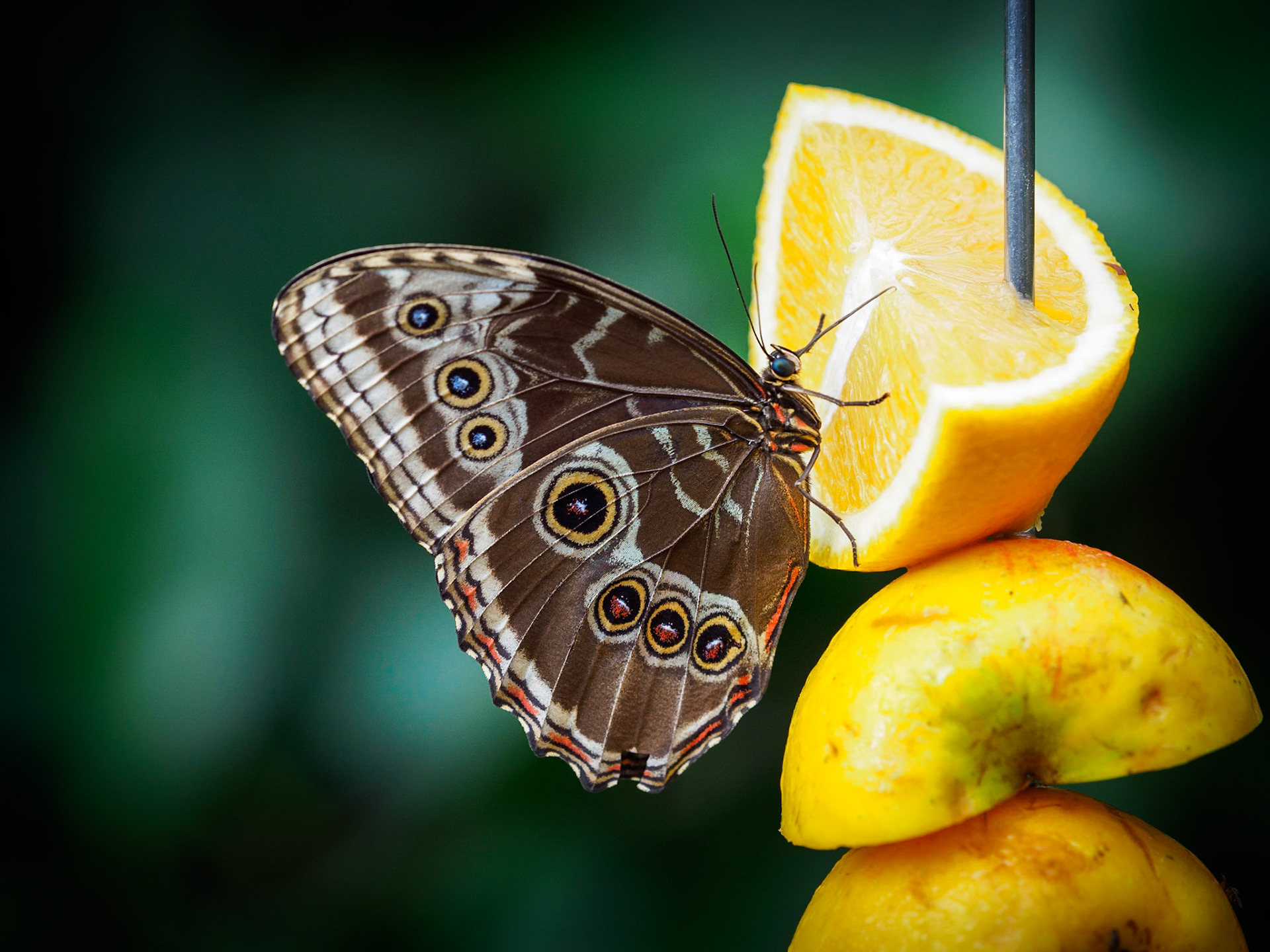 Beautifully patterned creature. It was quite a big butterfly compared to the orange. Senn and shot in tht Wilhelma Stuttgart