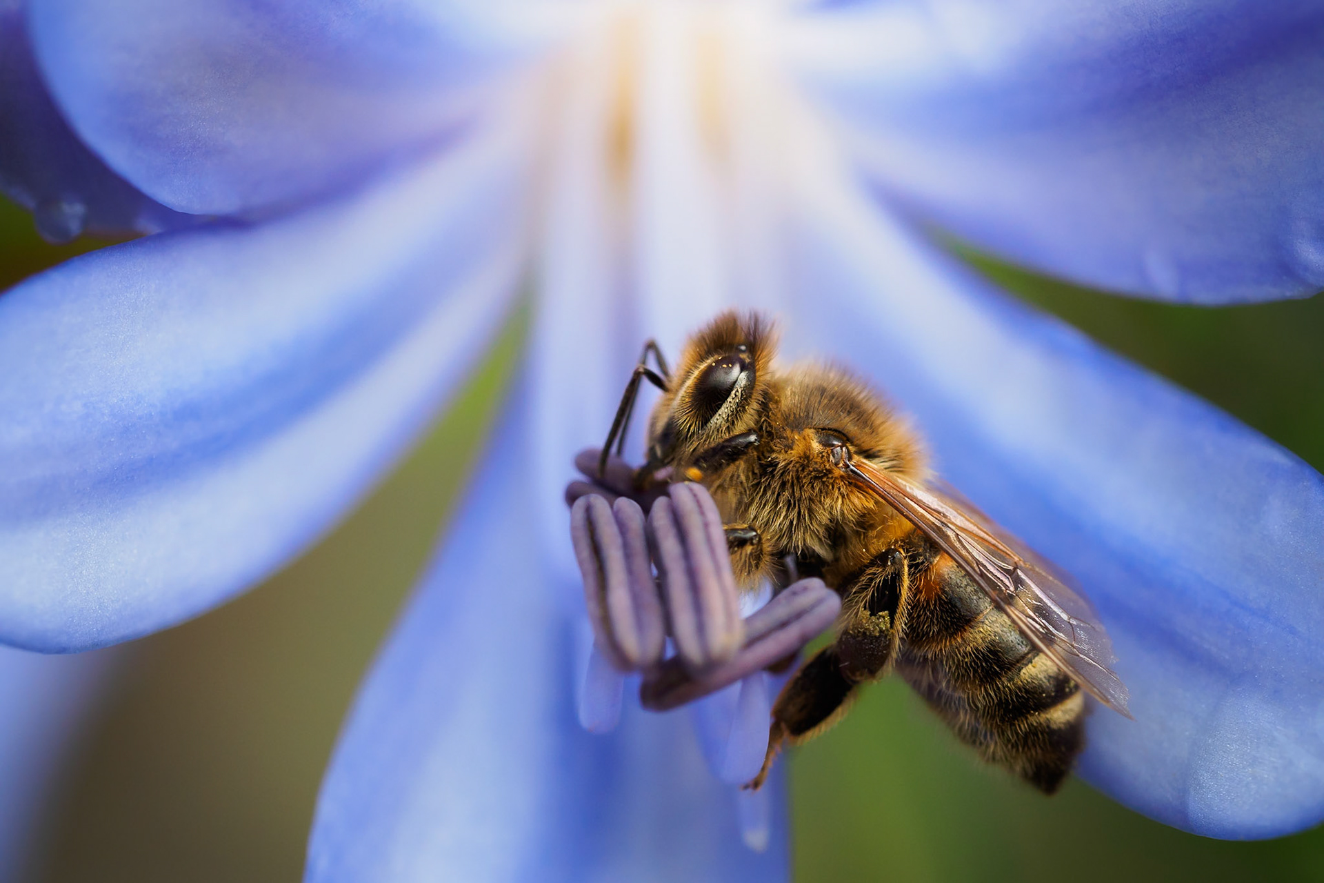 One of my first attempts with the Olympus 60mm Macro... Bottom line: Get close and be patient :) enjoy!