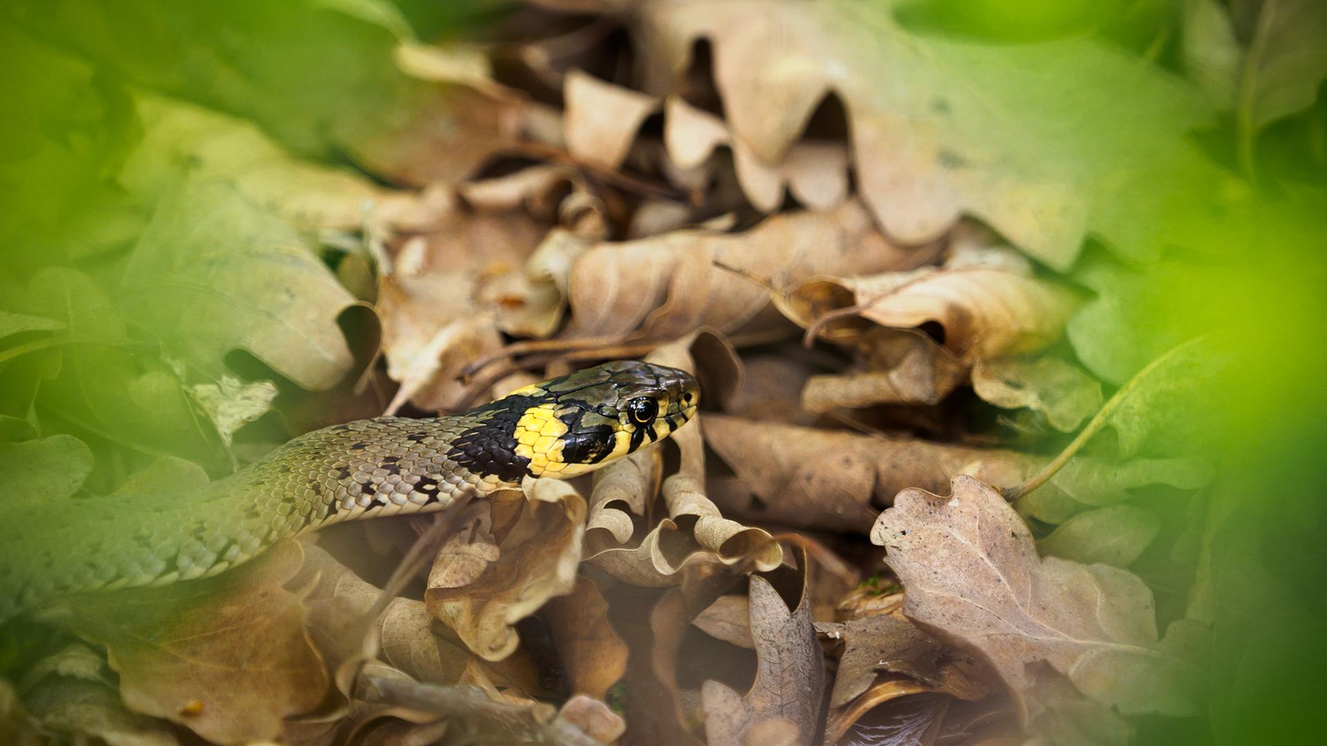 Beautiful and completely harmless. I was really lucky today to spot this one. His camouflage is really good until he starts moving.