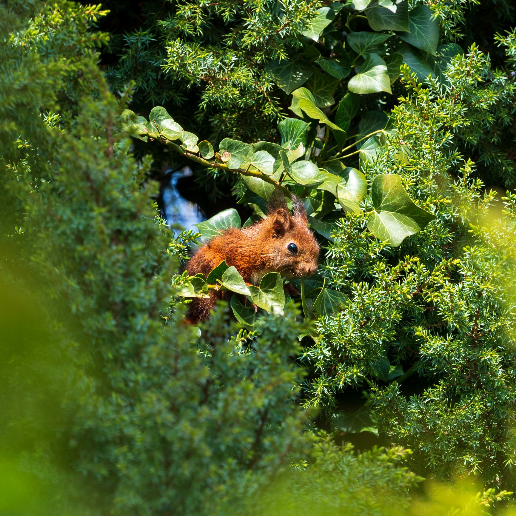 One of the three cute squirrel babys in the tree. They are suprisingly curious!