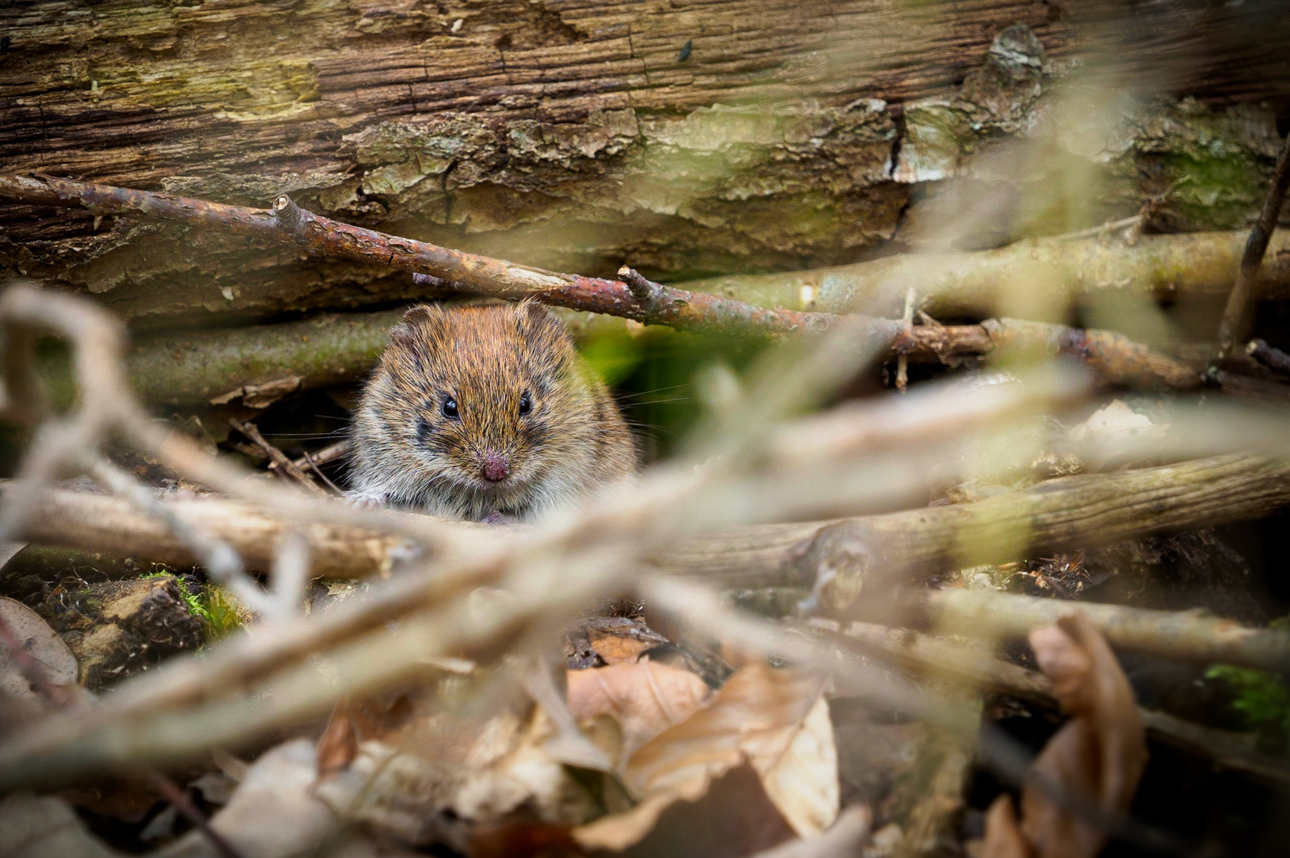 This one kept me waiting for around 20 minutes to look back out of his hideout... I really felt like a cat waiting for it's prey :)
