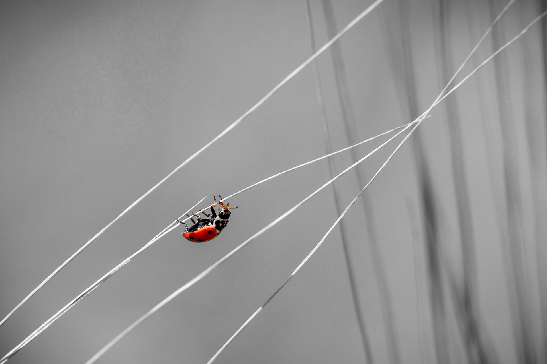 Clear the ring for this special act tonight!! The one and only High-Wire Ladybug!!