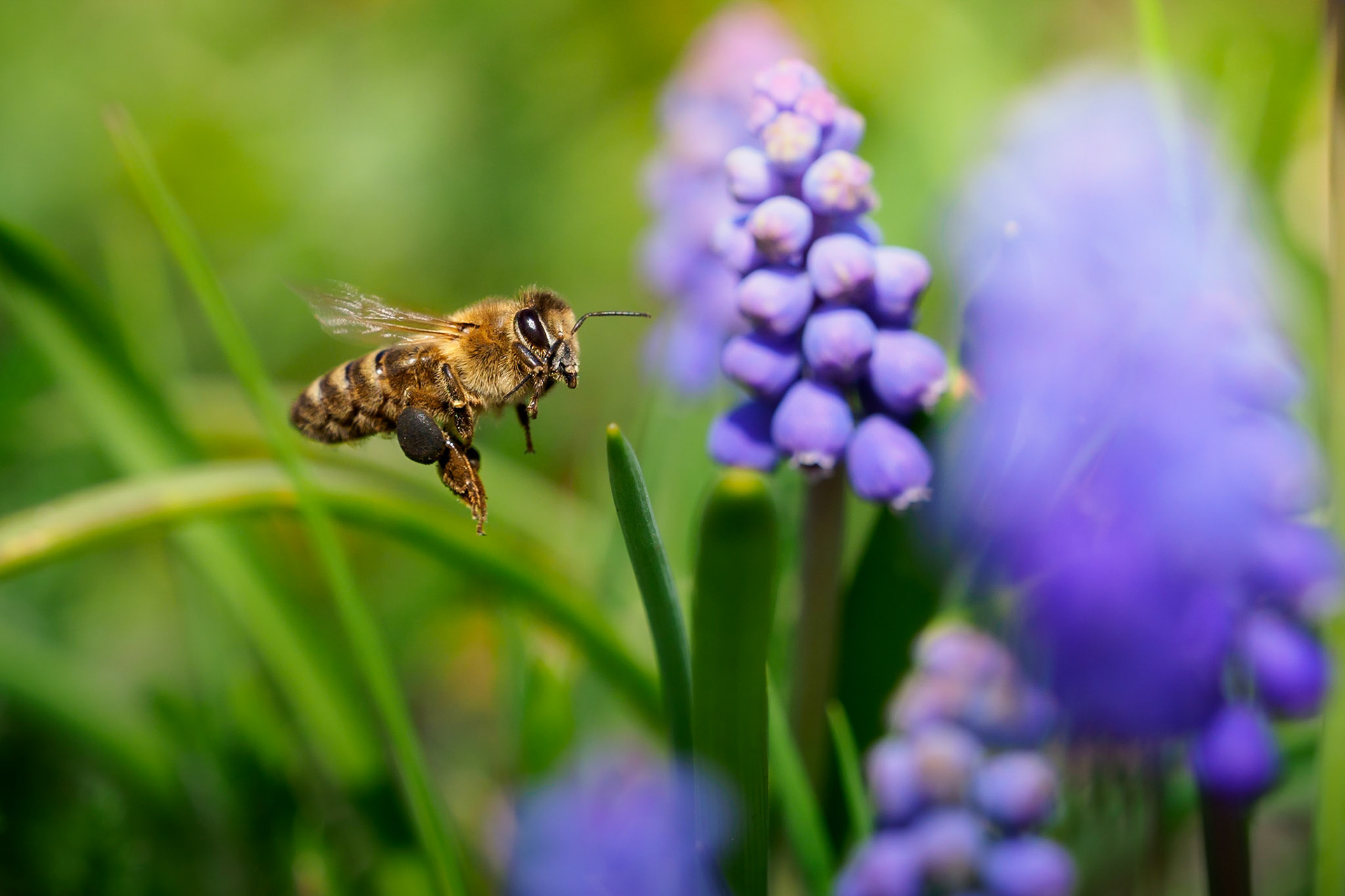 Spring is here and our diligent bees are already on their mission to collect pollen.