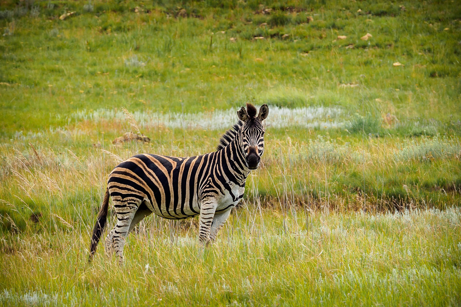 No I was not on a Safari. This wild zebra was lonely standing around in the Golden Gate Highlands National Park. Glad to have 420 mm of zoom with me :)