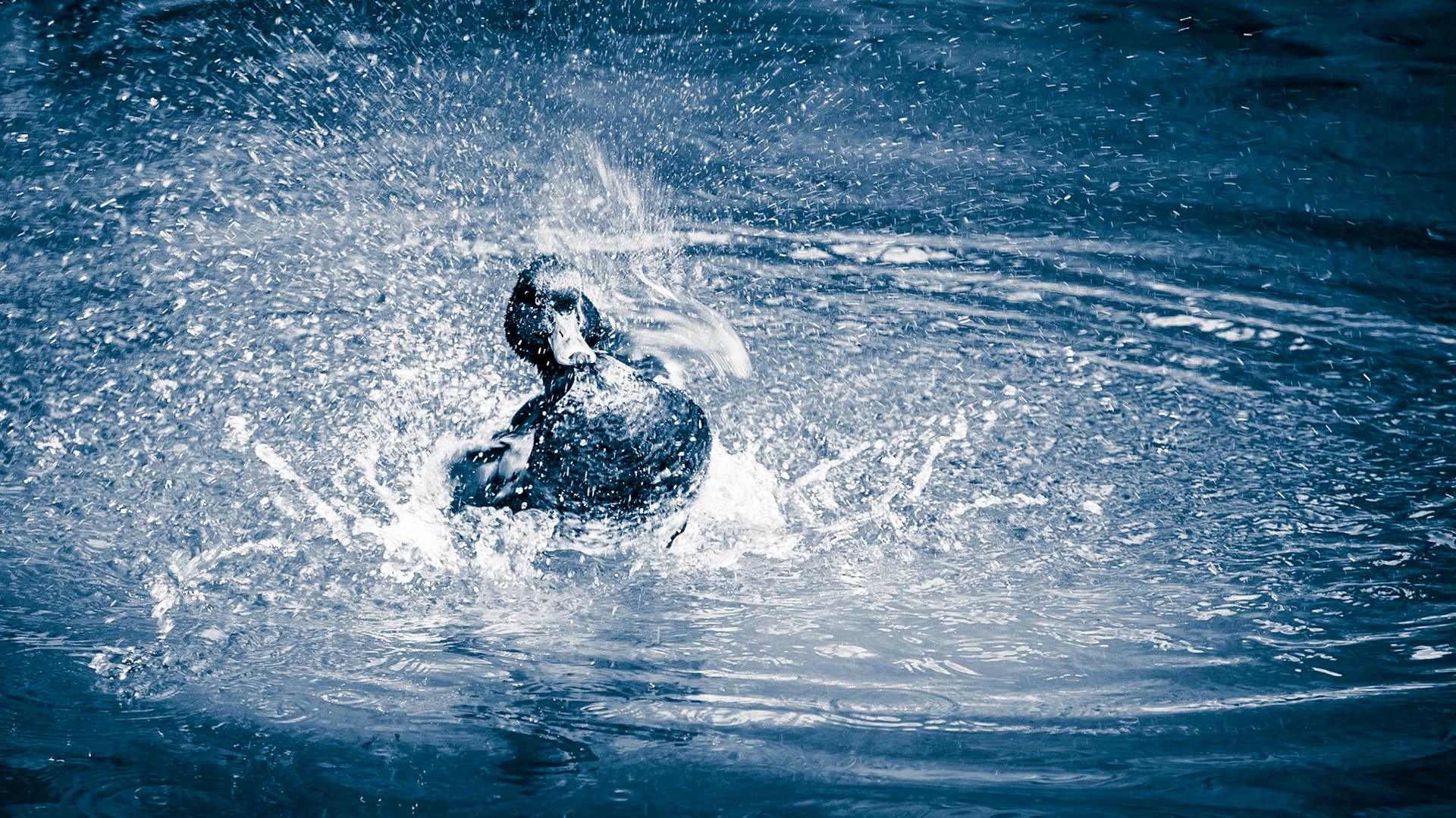 This guy had much fun splashing around in his pond!Shot at the "Naturpark Bayrischer Wald" in Spiegelau, Germany.