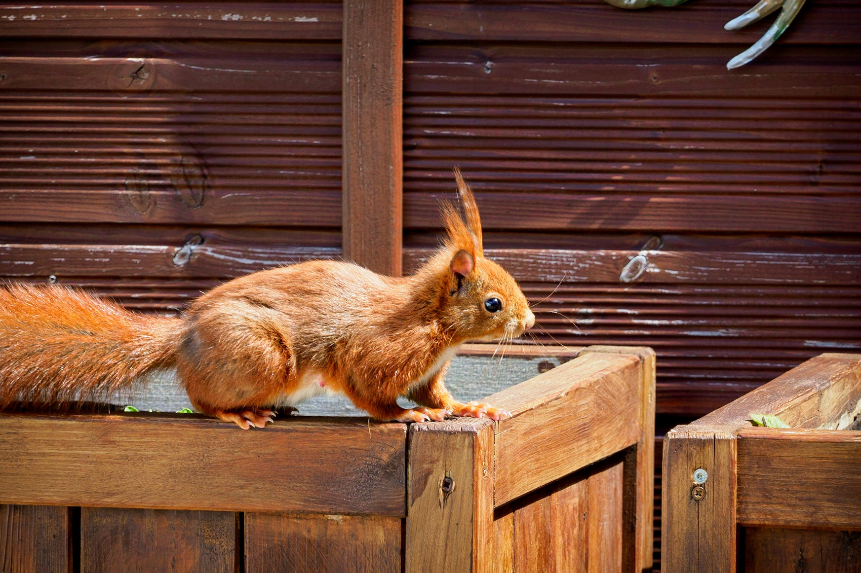 What a coincidence I had my camera bag on me at this moment! Just right before I entered my frontdoor this cutie shows up!