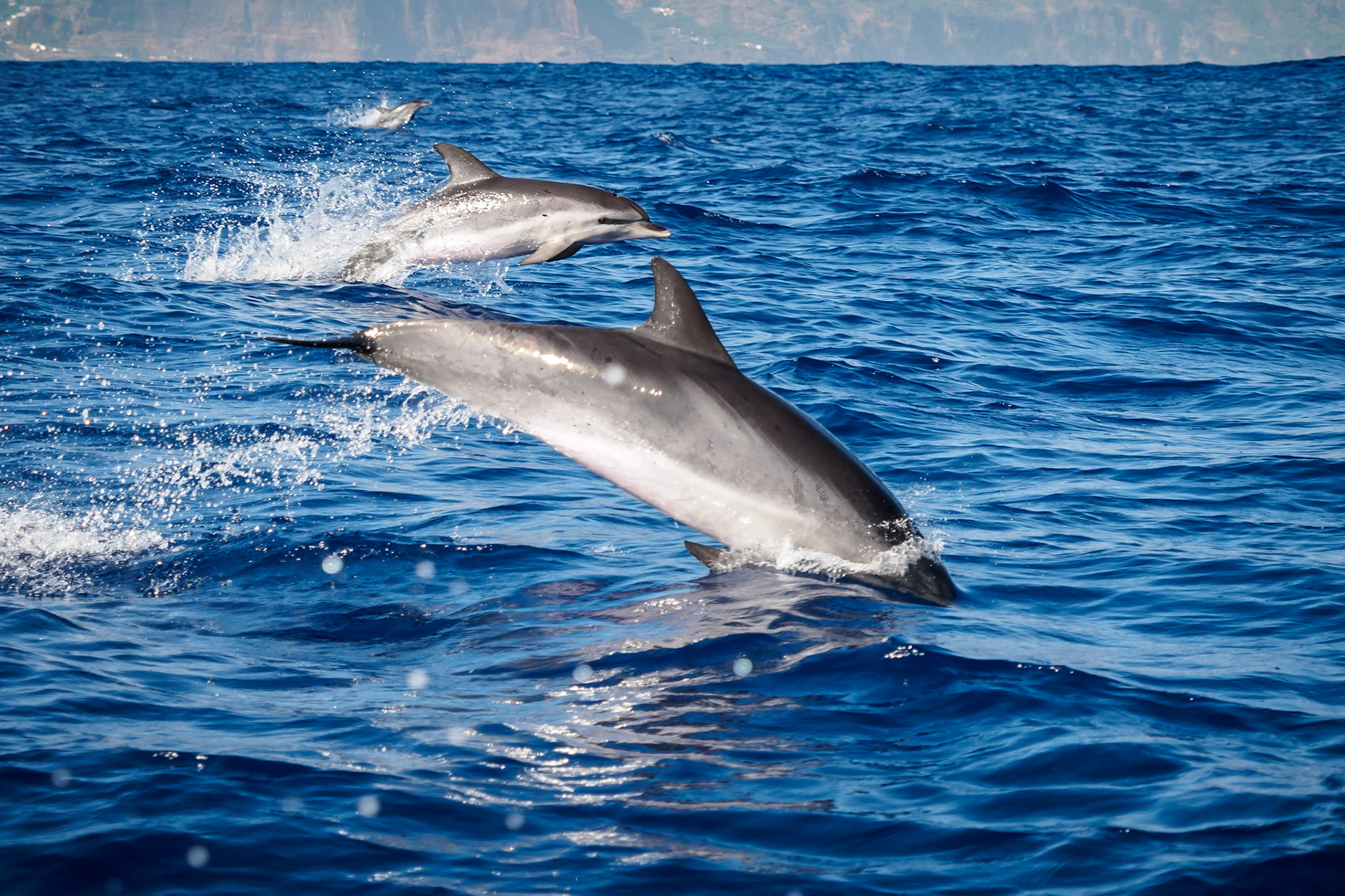 These wonderful, intelligent and beautiful creatures were one of the highlights on my Madeira trip. The group of wild dolphins we met on the open ocean were playing with us! As we parked our boat the curious animals came to us, jumped out of the water and watched us as we watched them. As we accelerated the boat to drive away they swam close to us and sometimes jumped out of the water as you can see on this photo! This was quite a bumpy ride and hard to get some good photos... but here is my favourite!