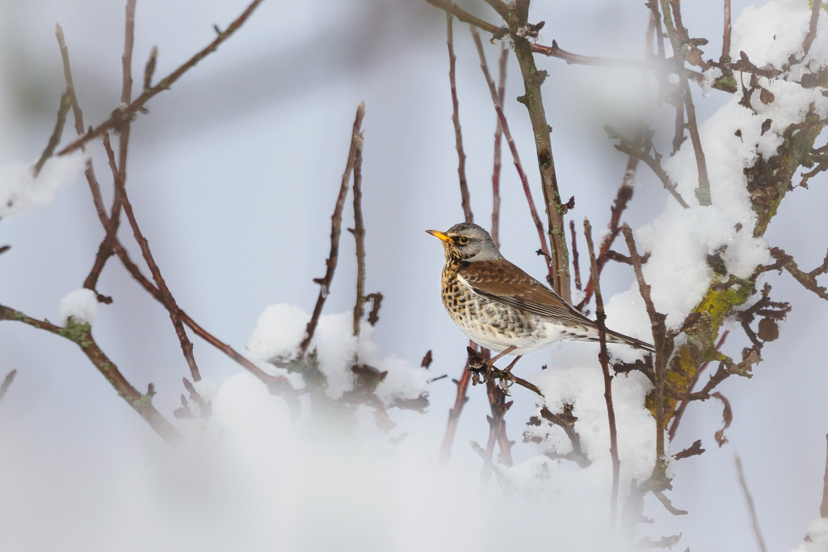 What a beautiful bird but unfortunately a little camera shy.