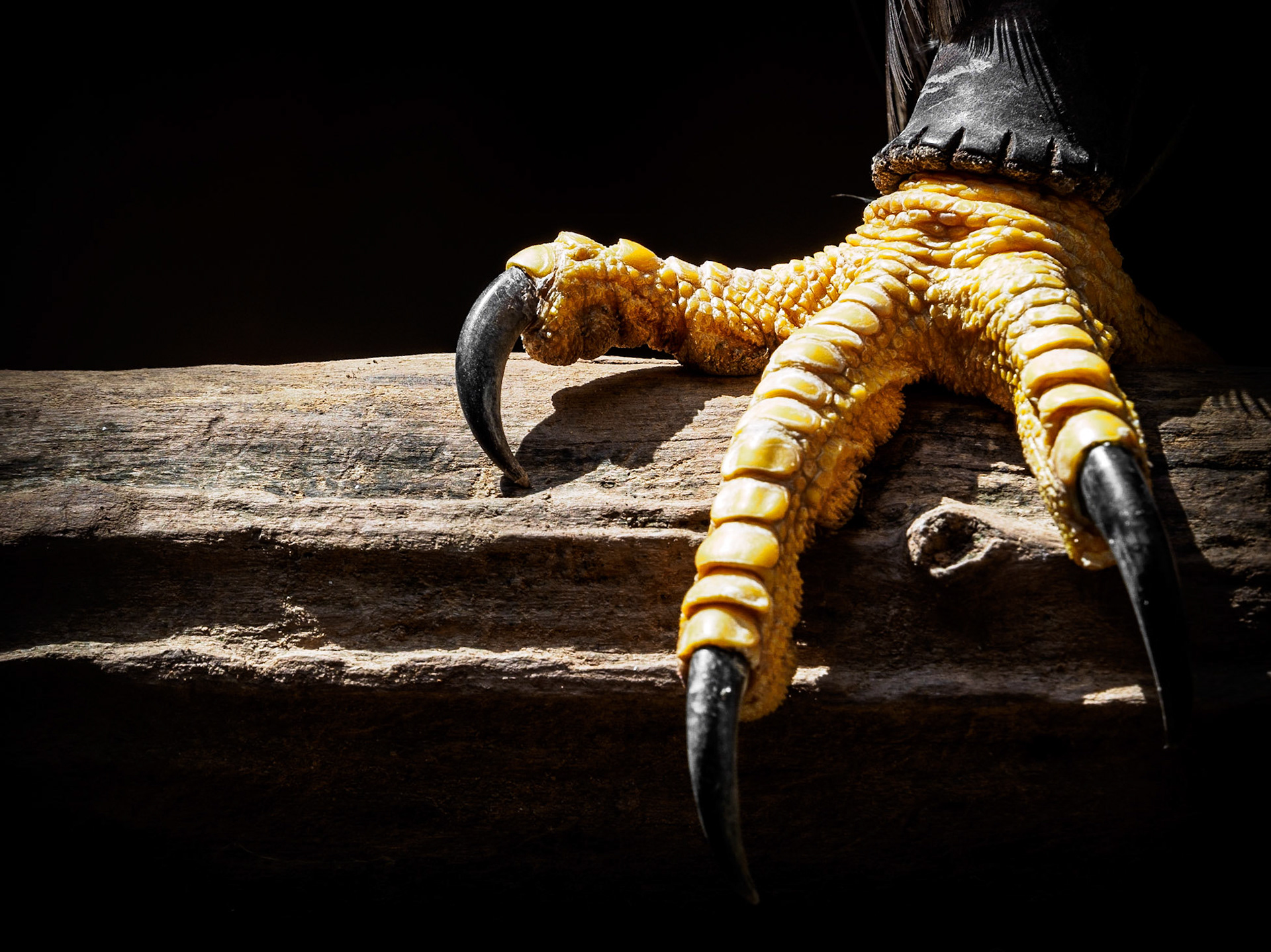 ...An adult bald eagle’s 2 inch long talons are capable of exerting a force of 1,000 pounds of pressure per square inch... That's about 700 kg/m² for us metric people out here. Not the worst hunting tool out there :)