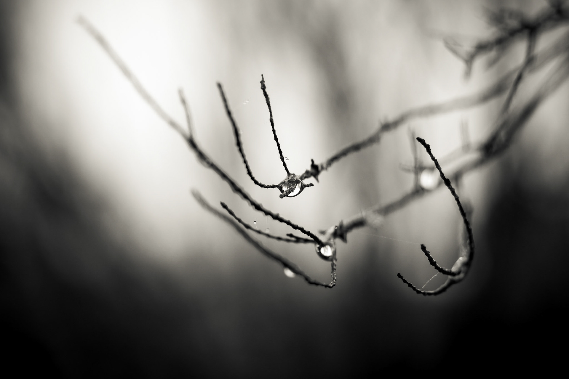 If you take the time to look at the fabulous detail nature has to offer, you might be suprised.These shots were taken in the mystical forest of Fanal on Madeira Island.